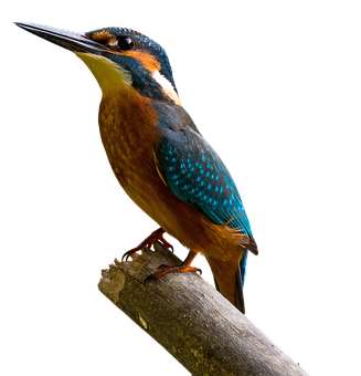 翠鳥棲枝 壁紙
