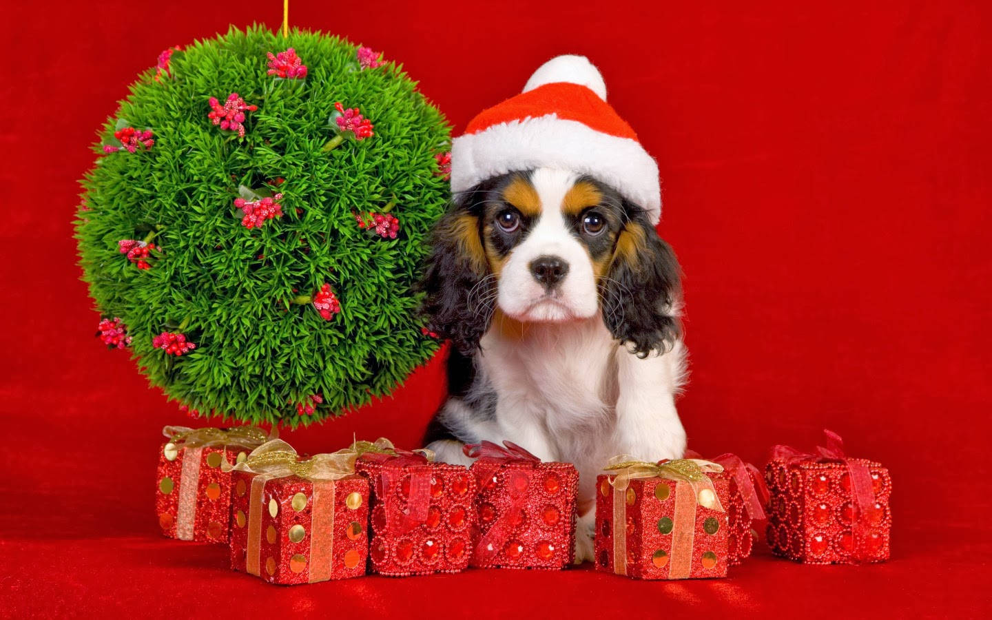 聖誕禮物旁的騎士查理小王犬 壁紙