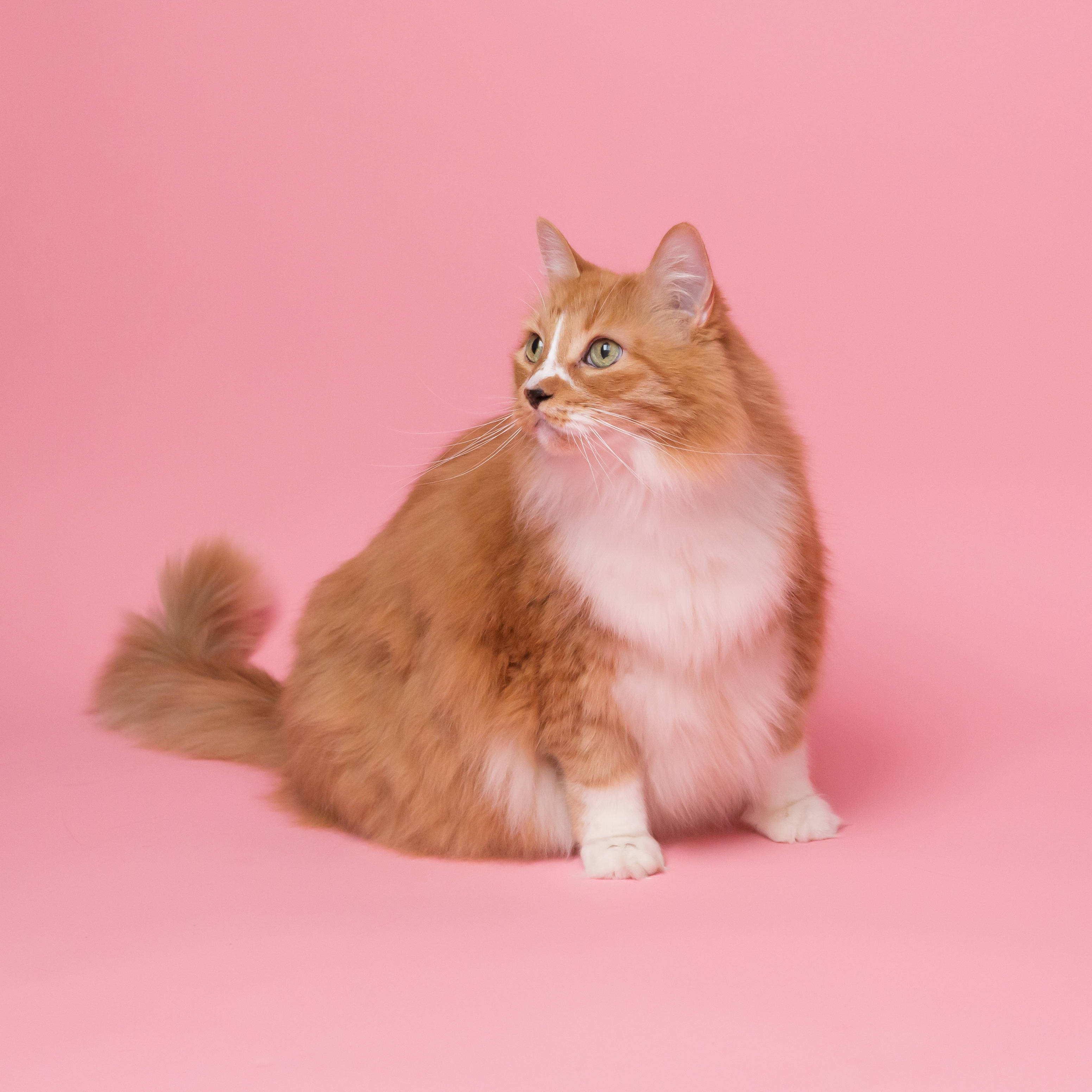 胖美肥猫粉红版 壁紙