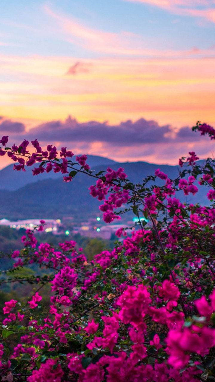 自然手機桌布 紫色花朵 夕陽 — 紫色 壁紙