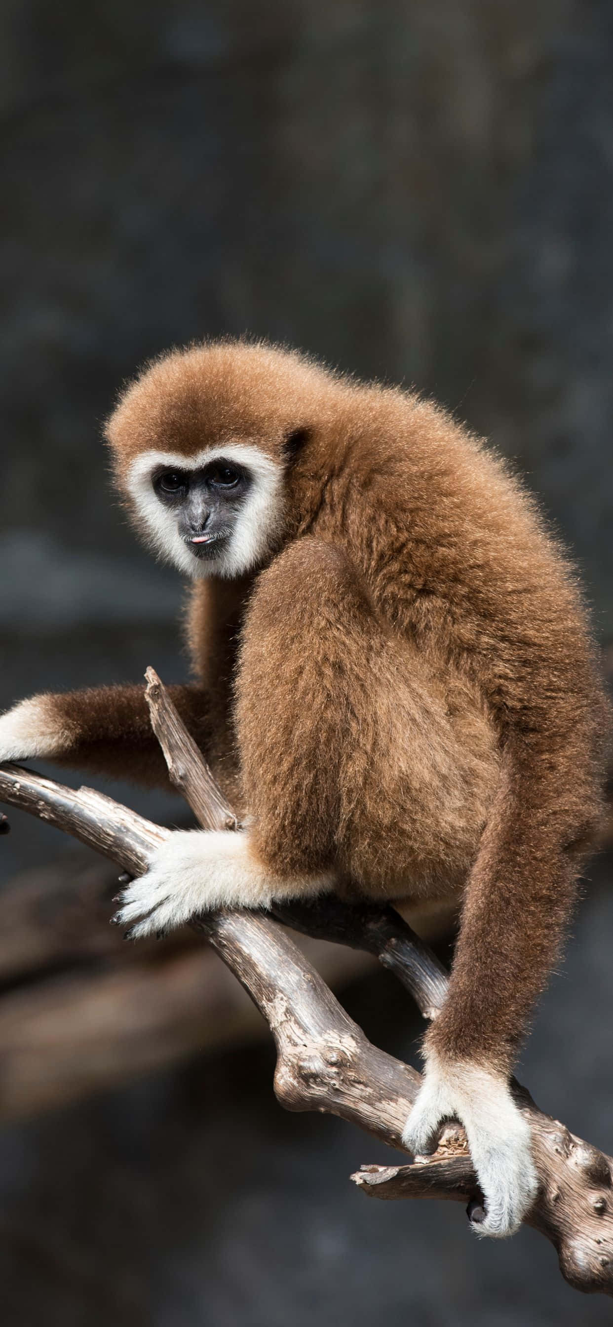 自然的呼喚 - iPhone Xs Max Gibbon 壁紙