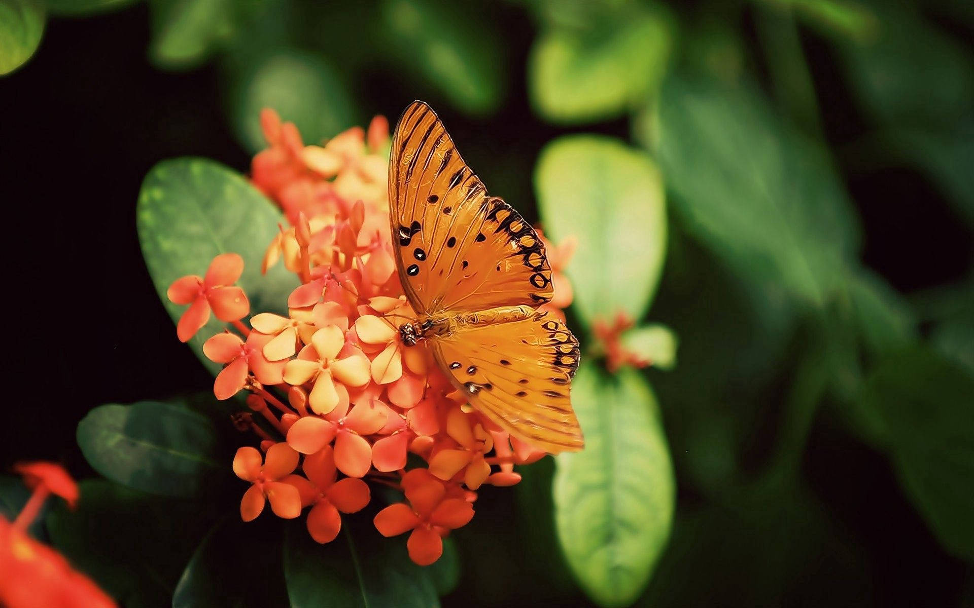 橙色 Gulf Fritillary 蝴蝶停在橙色朱槿花上的桌布。 — 蝴蝶 壁紙