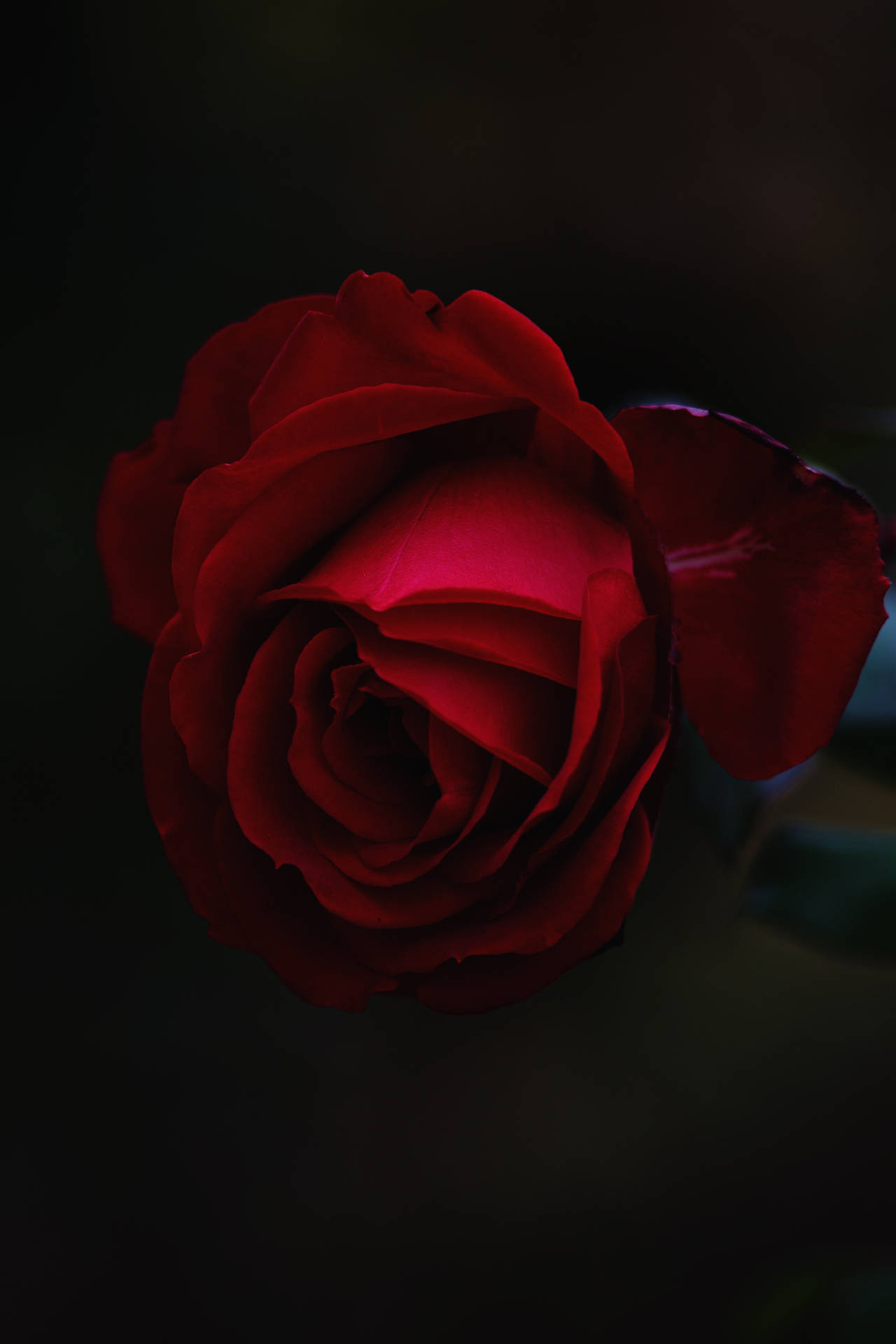 預覽桌布 玫瑰, 花苞, 紅色 — 玫瑰 壁紙