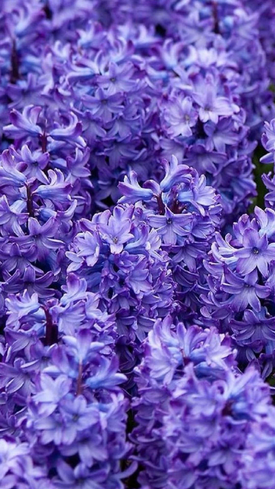 花园中紫色花朵的特写 壁紙