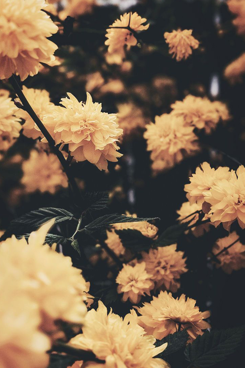 花園裡的黃色花朵 壁紙
