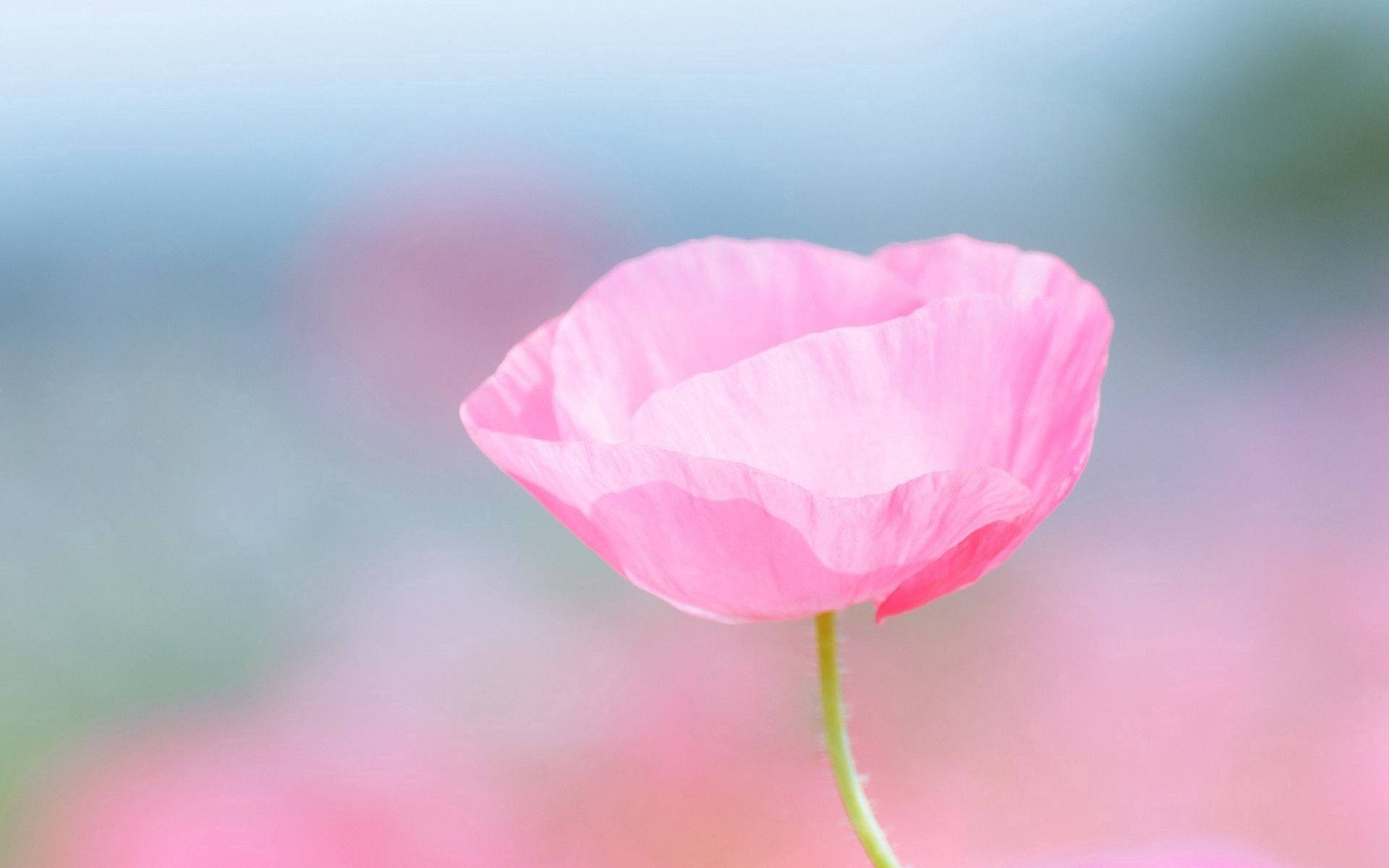 花瓣纖薄的粉紅玫瑰桌布 — 粉色 壁紙