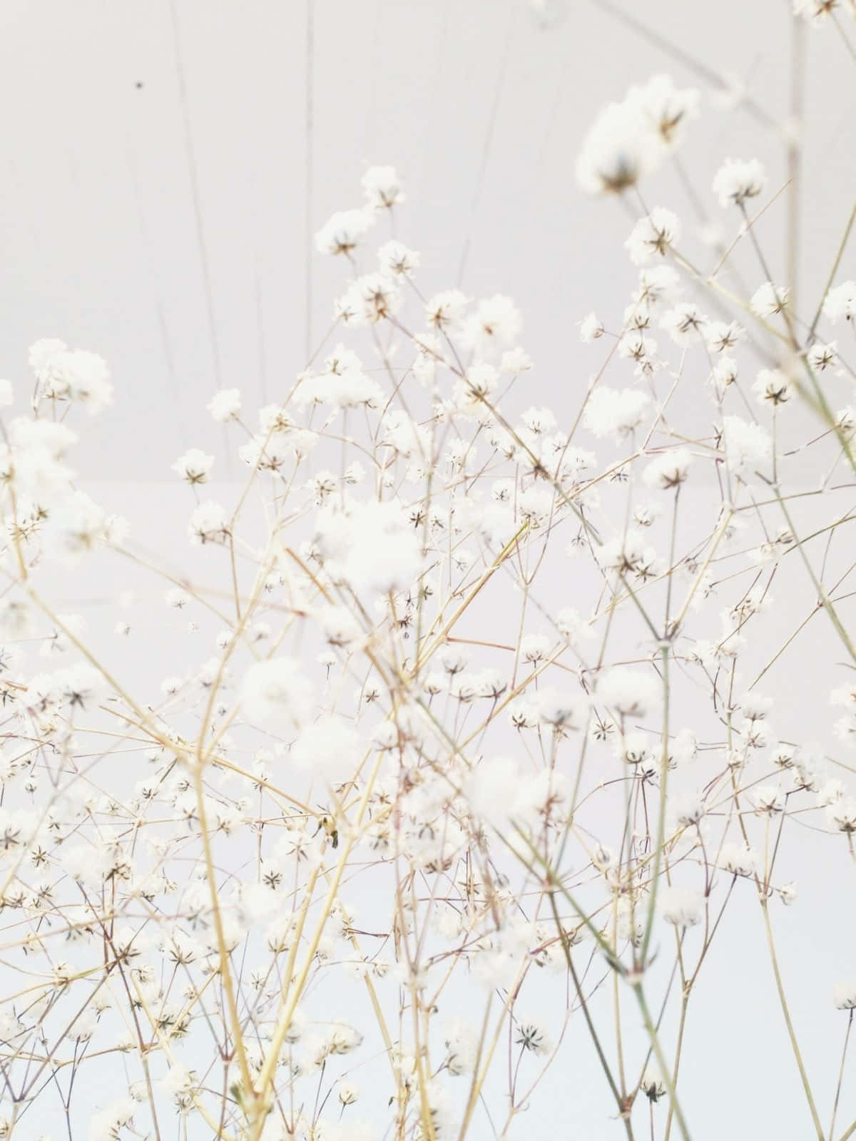 花瓶中的白色花朵与白色天空 壁紙
