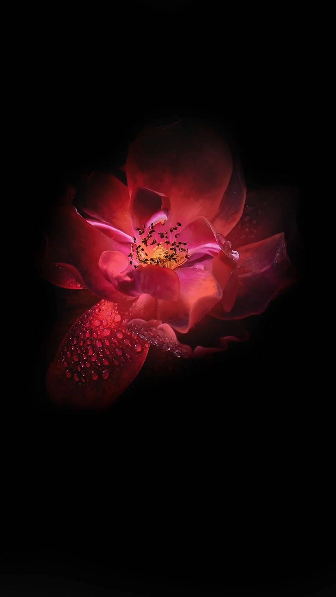 英菲尼克斯暗紅蓮花 壁紙
