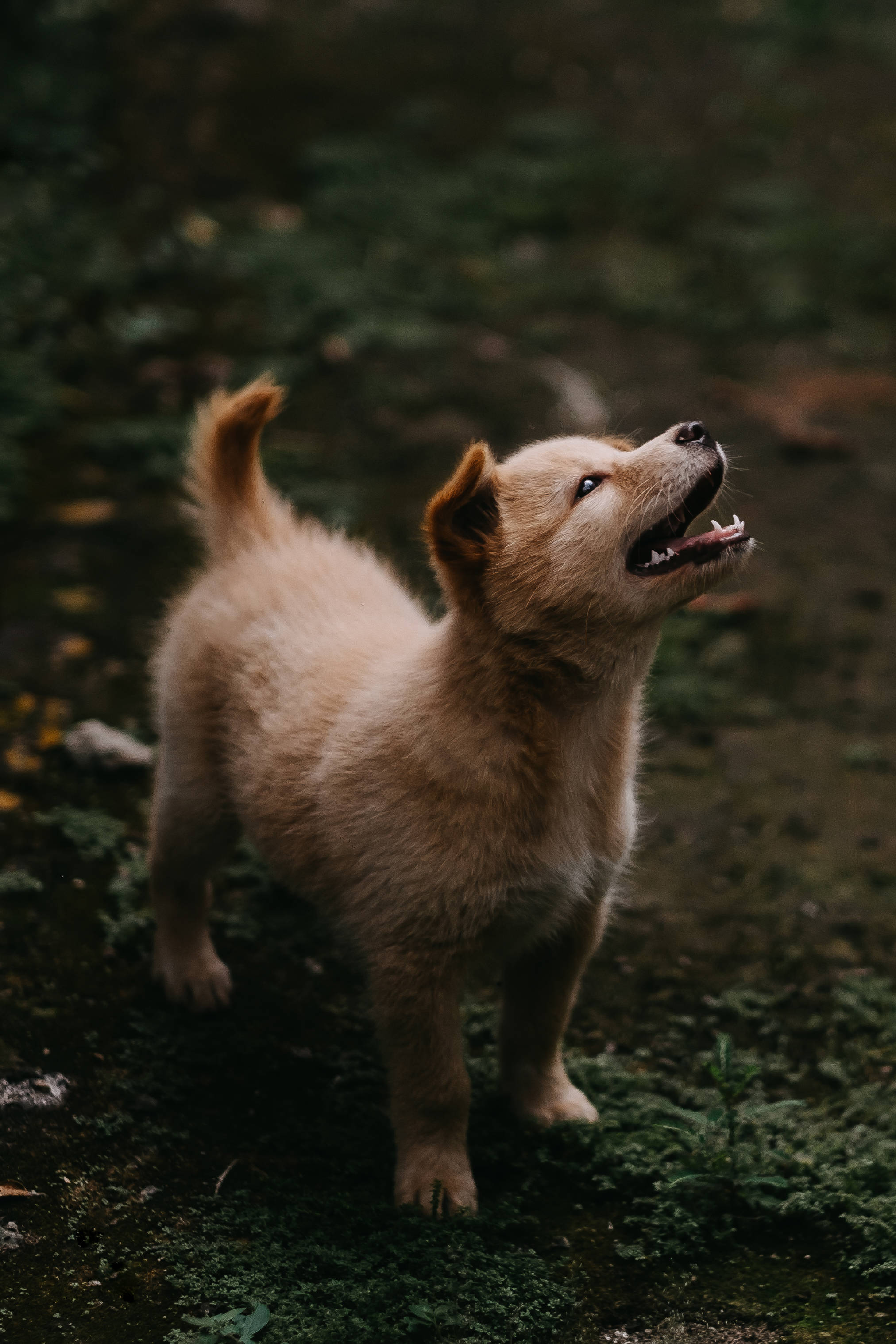 草地上的可愛珍島犬 壁紙