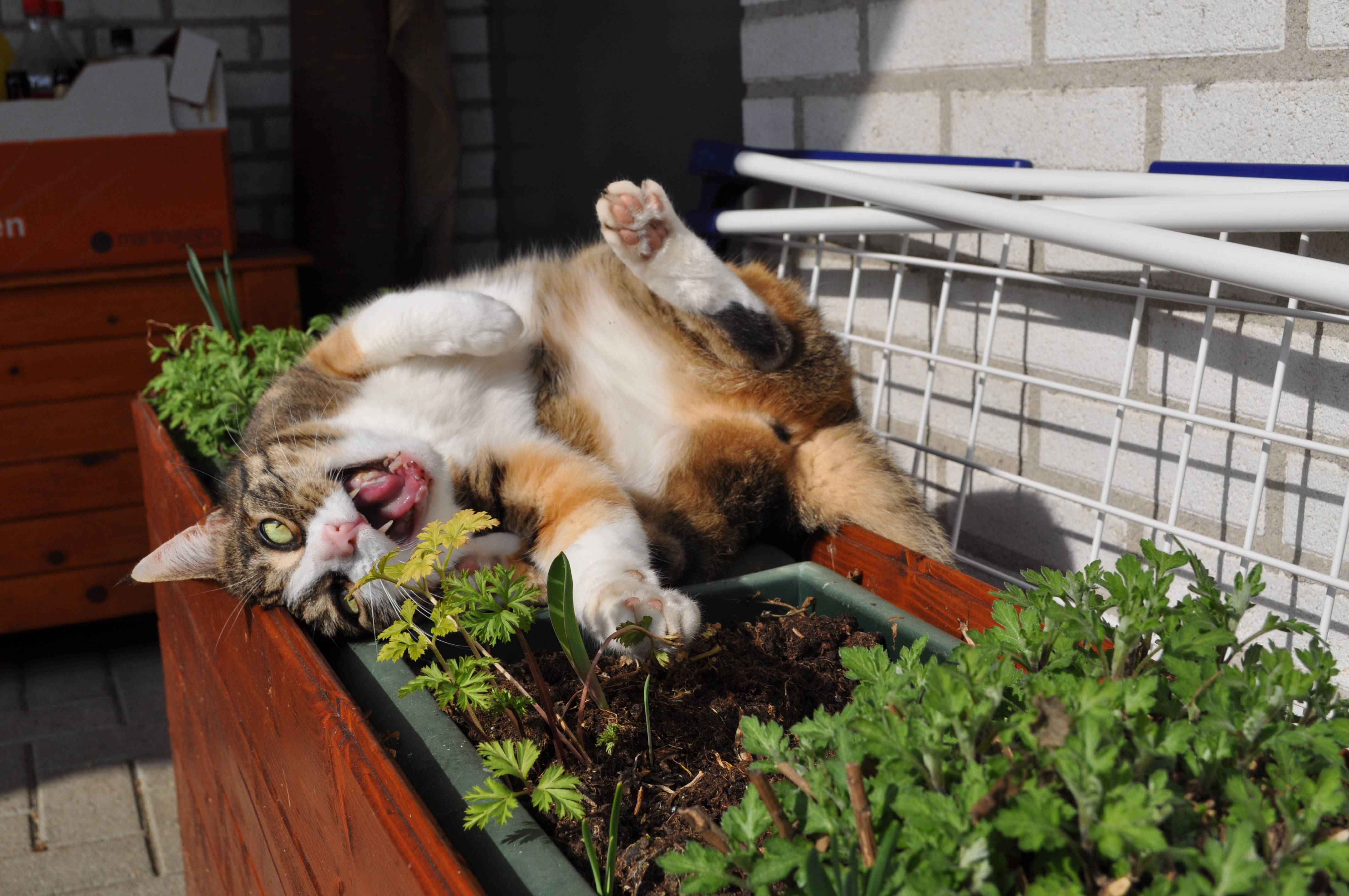 萌猫在花箱上打哈欠 壁紙