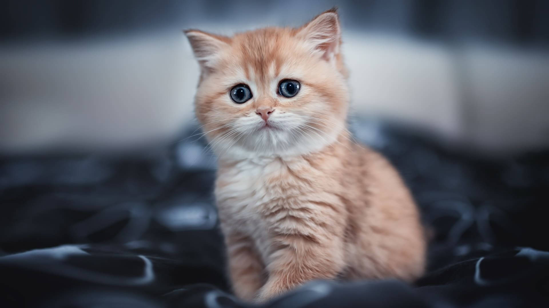 蓝眼橘色美学猫咪 壁紙