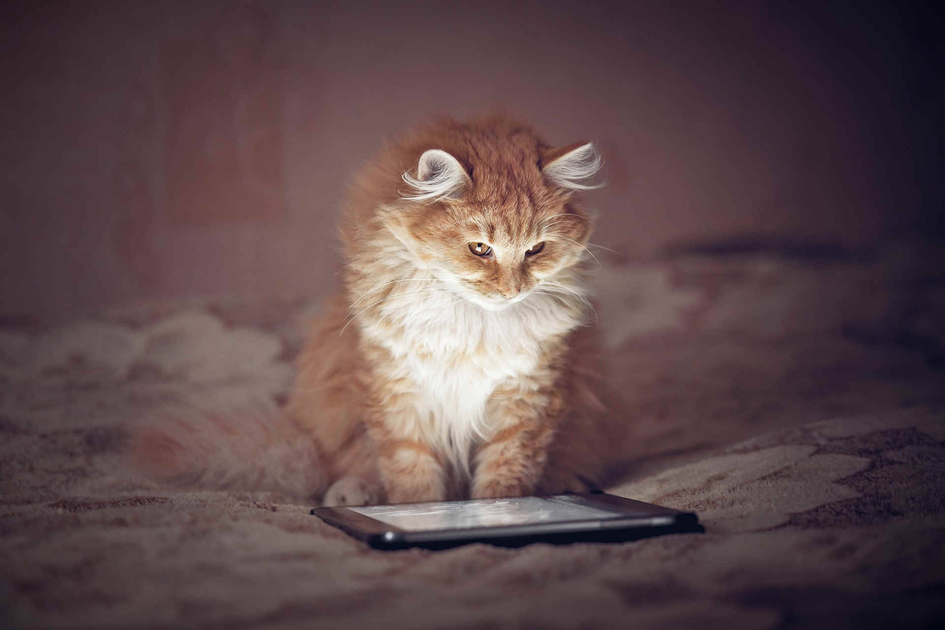 蓬松橘猫电脑 壁紙