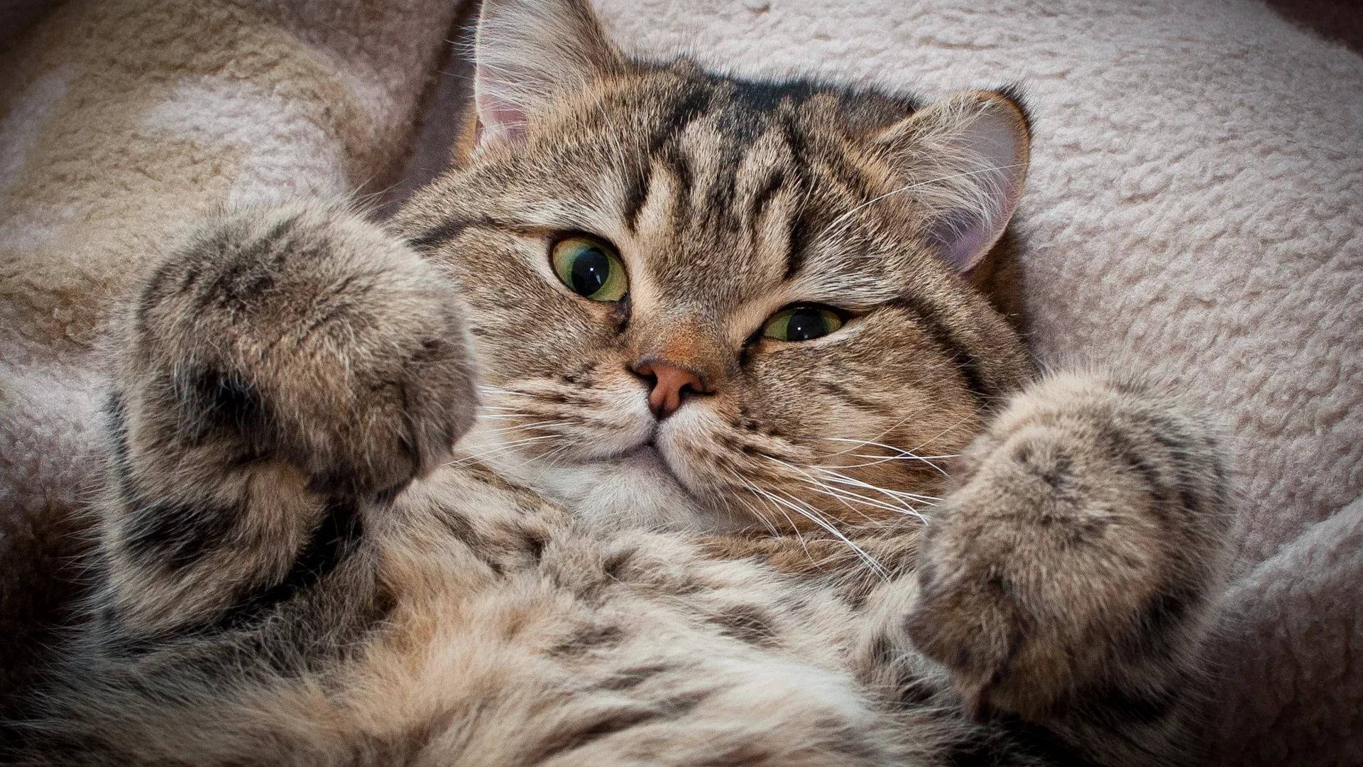 蓬松绒毛美学猫 壁紙