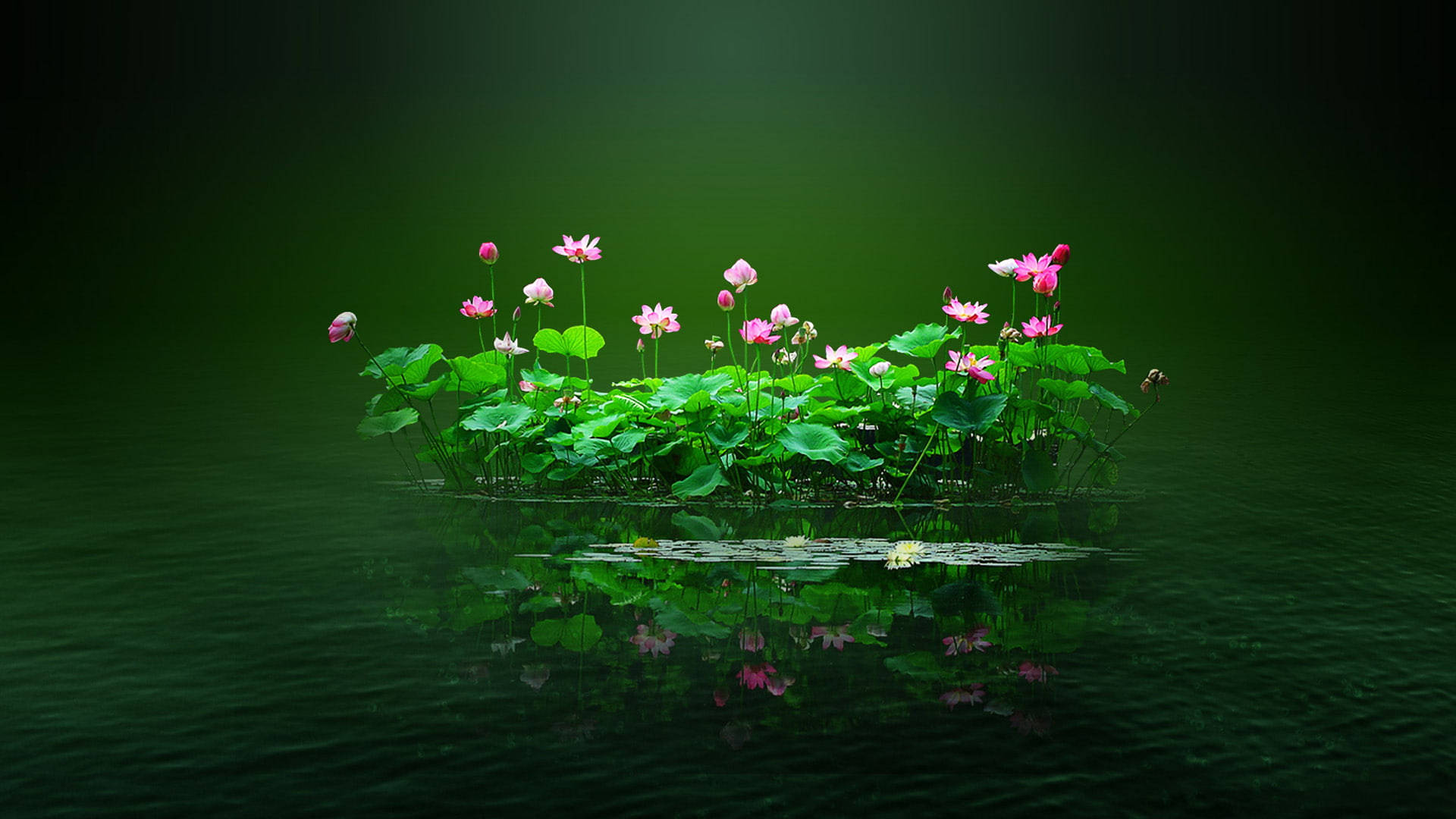 蓮花池上的花卉電腦桌布 壁紙