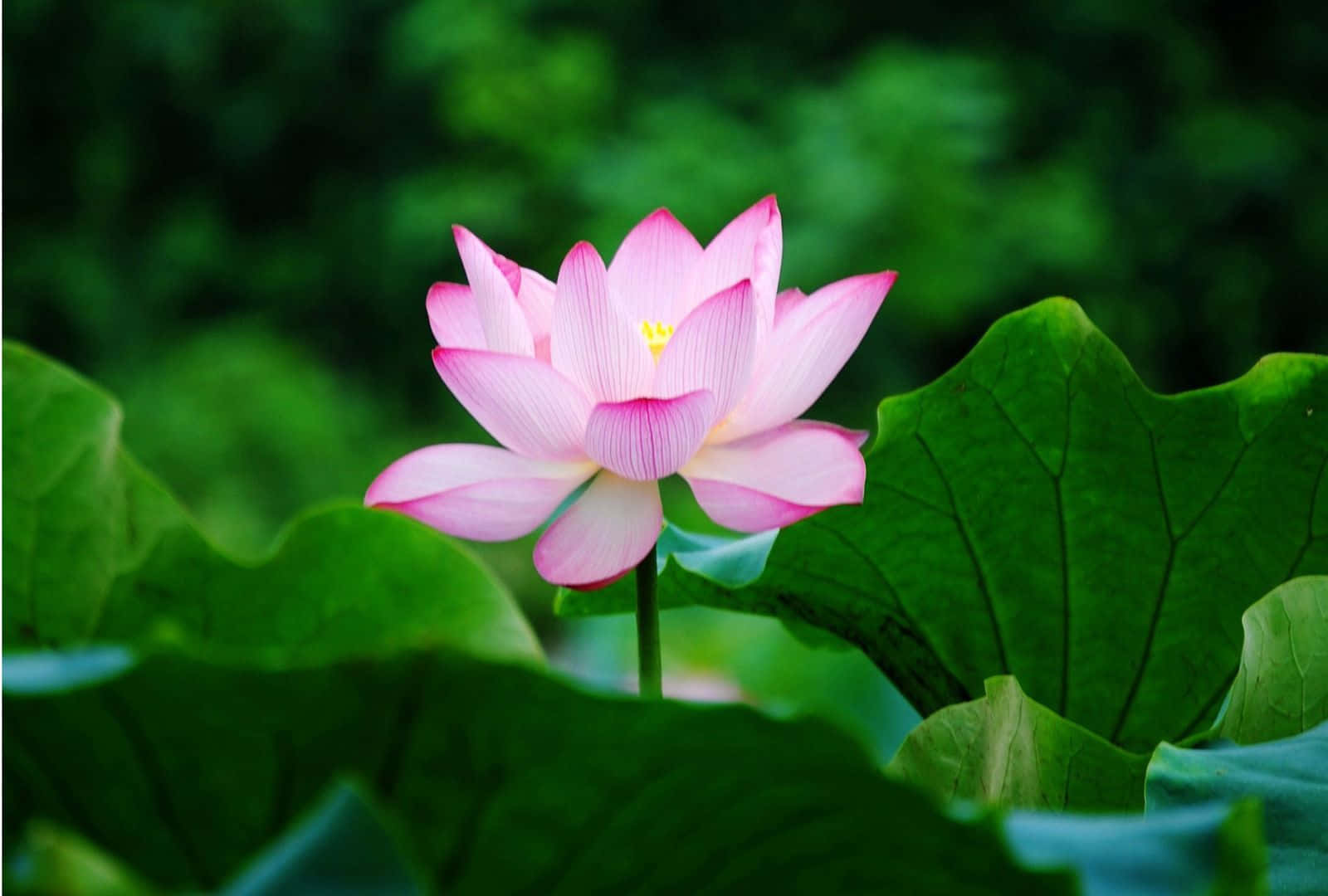 蓮花的美麗花瓣 壁紙