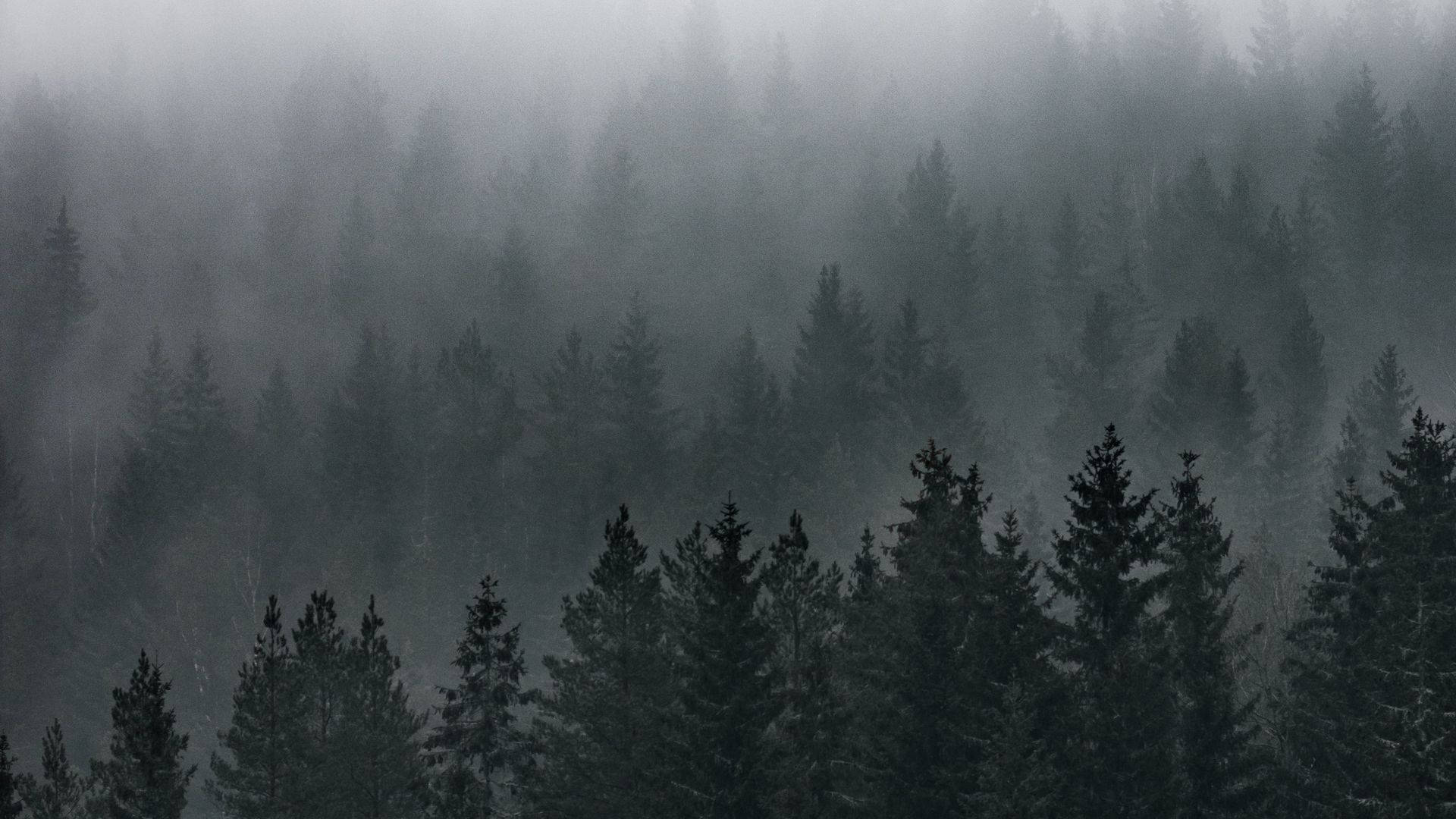 薄雾森林景观 壁紙