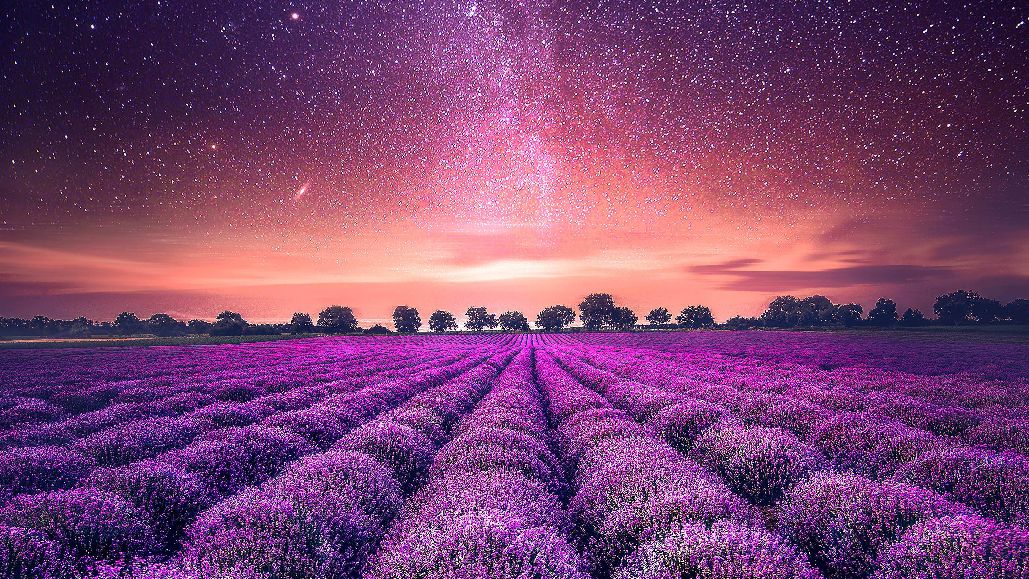 薰衣草夢幻花田與星空 壁紙