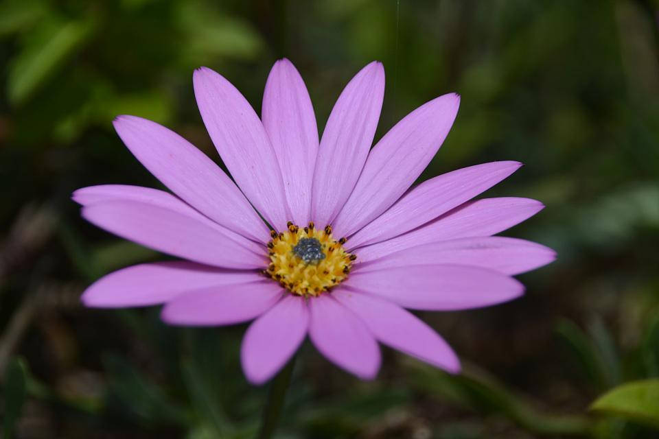 薰衣草紫色美學雛菊 壁紙