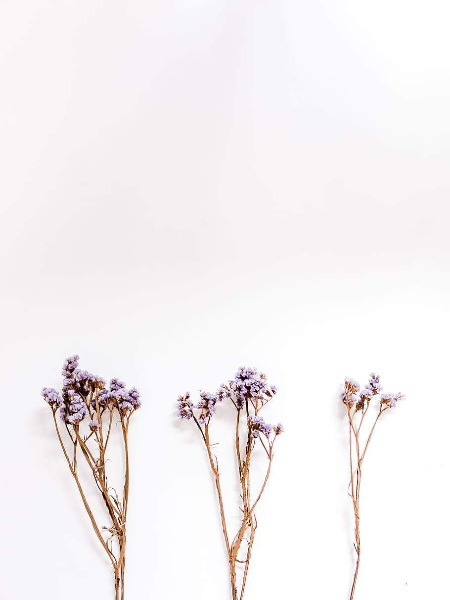 薰衣草美學花蕾一把 壁紙
