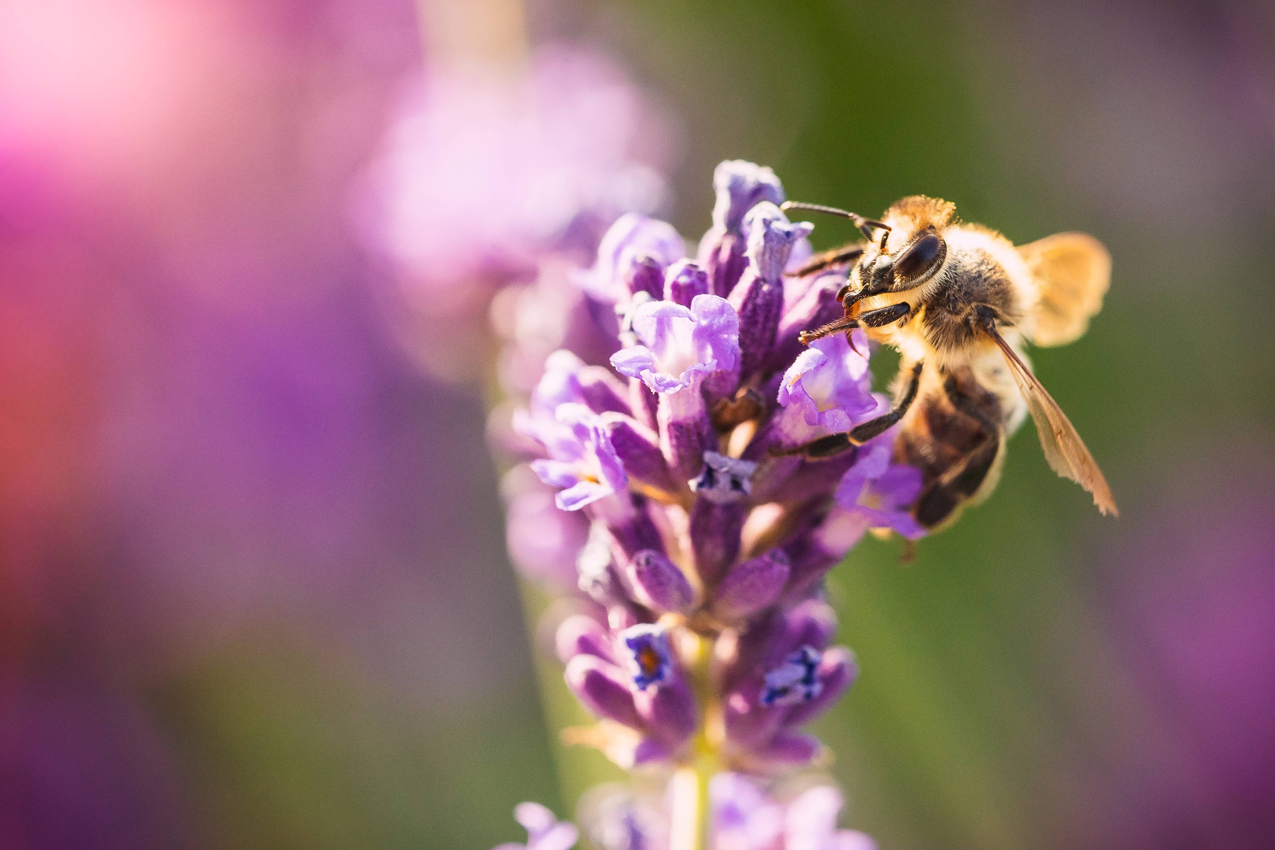 薰衣草美學花蕾與蜜蜂 壁紙