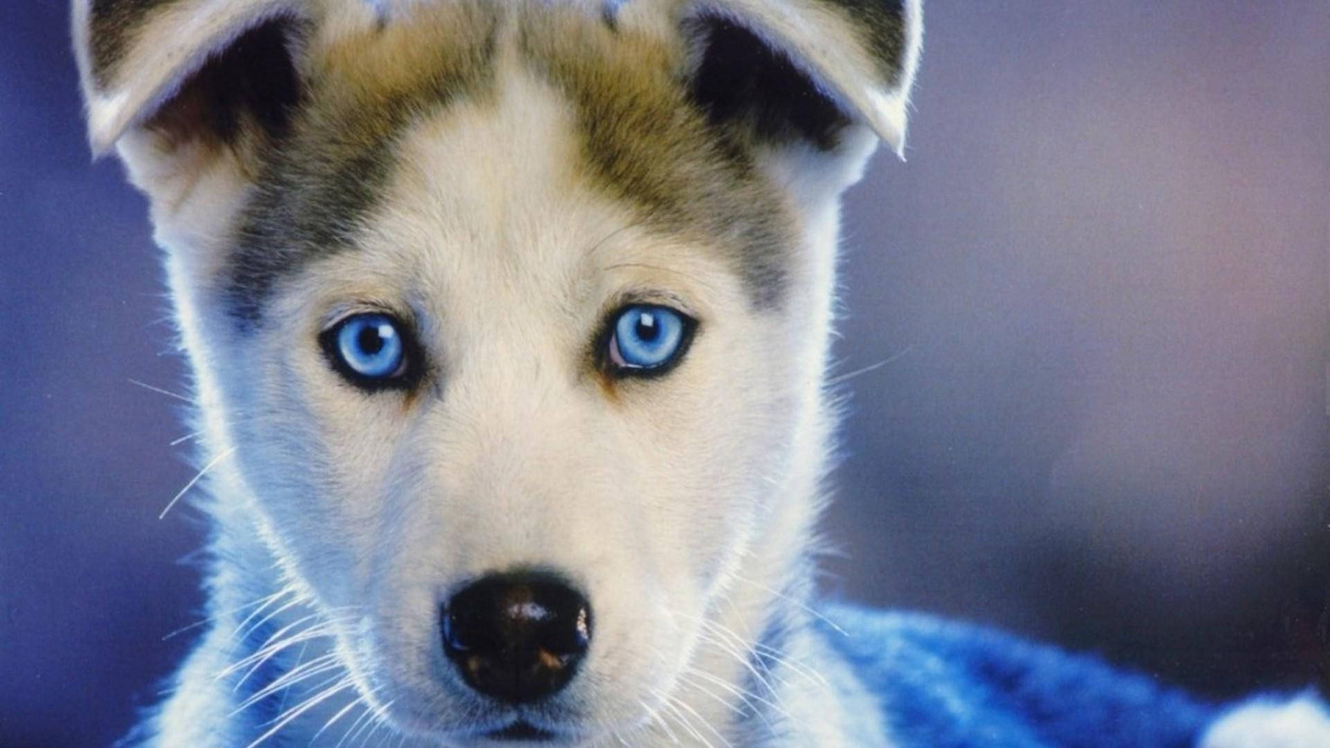 藍眼棕毛哈士奇幼犬 壁紙