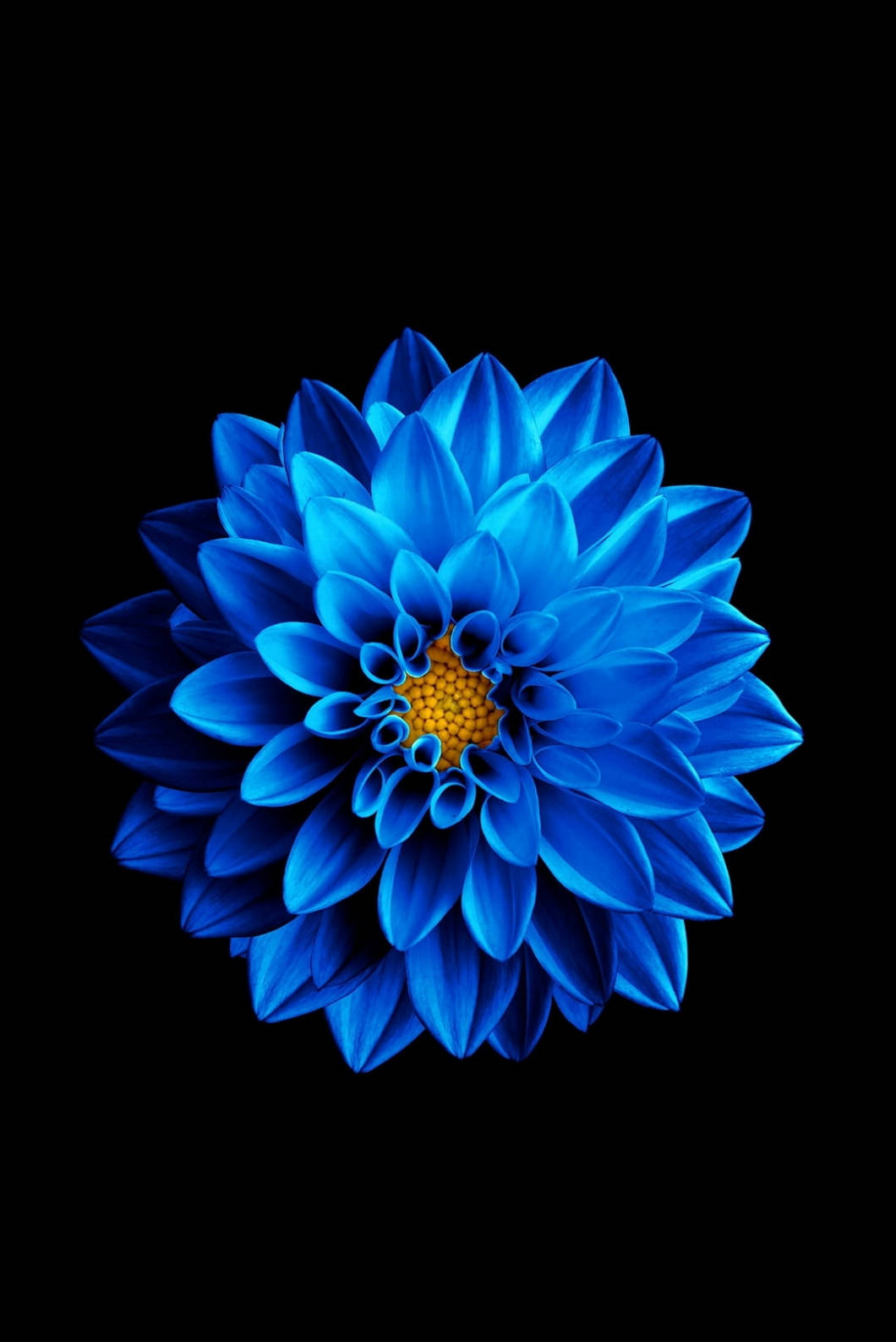 藍色蓮花iPhone 4s桌布 壁紙