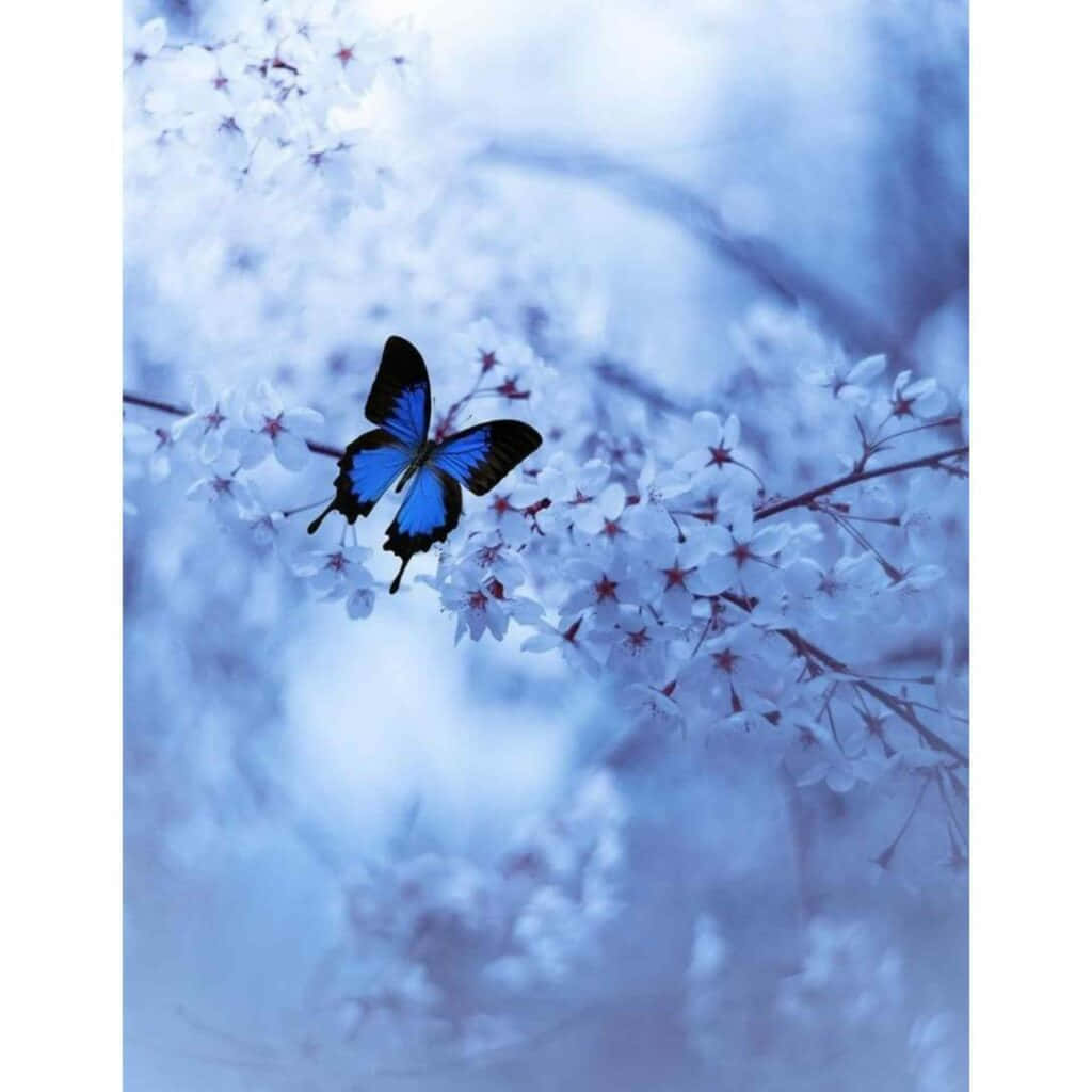 藍蝴蝶優雅頭像 壁紙