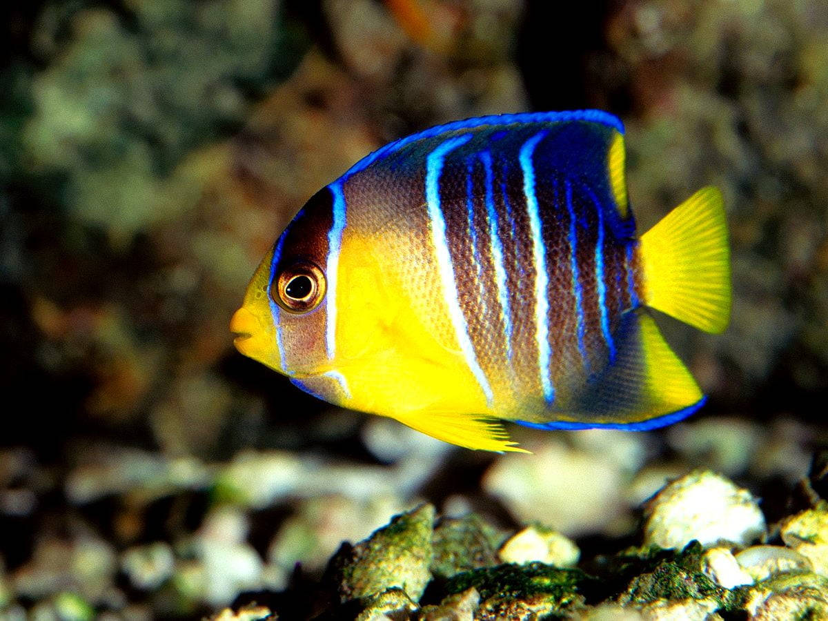 藍黃酷魚 壁紙