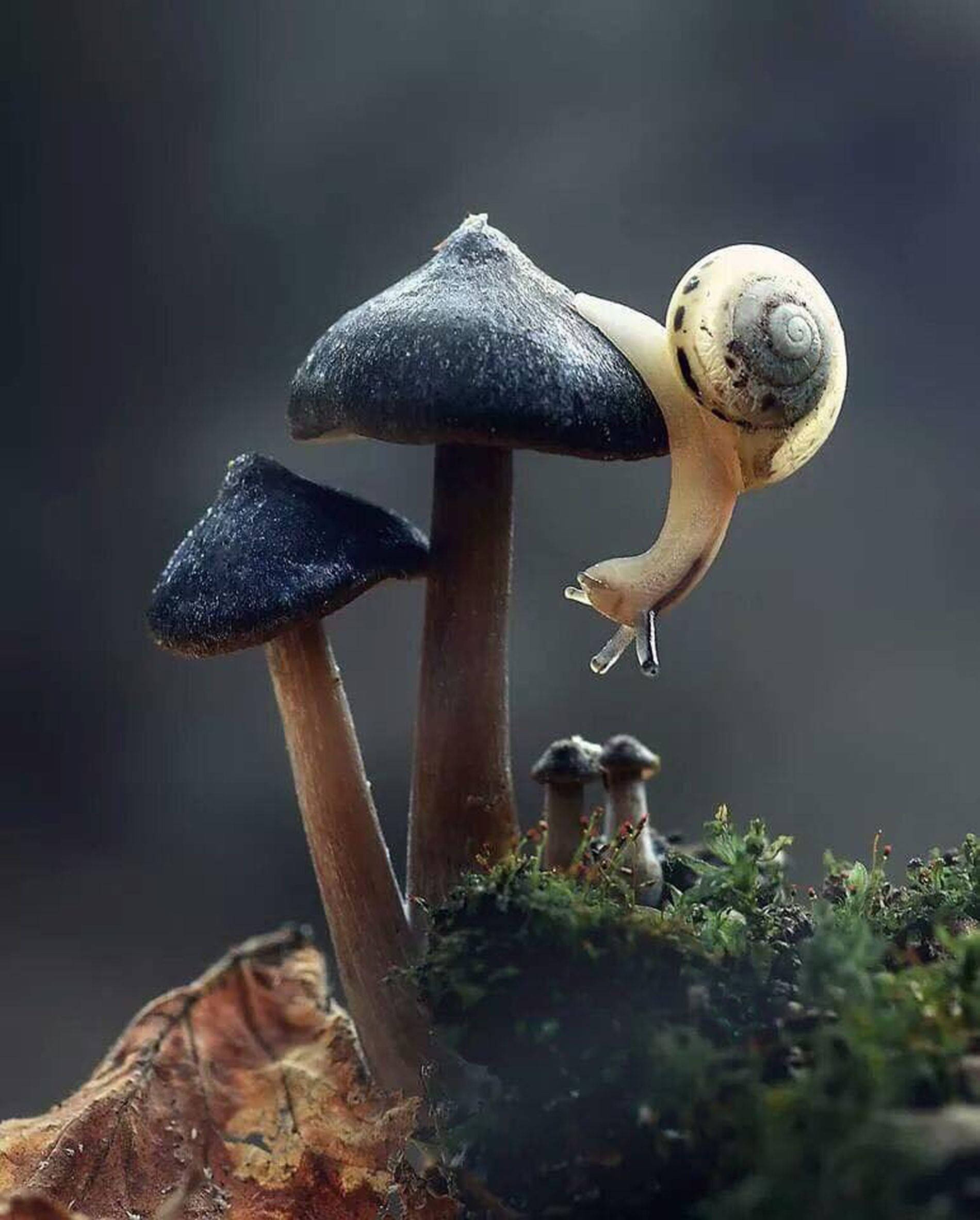 蝸牛蘑菇美學 壁紙