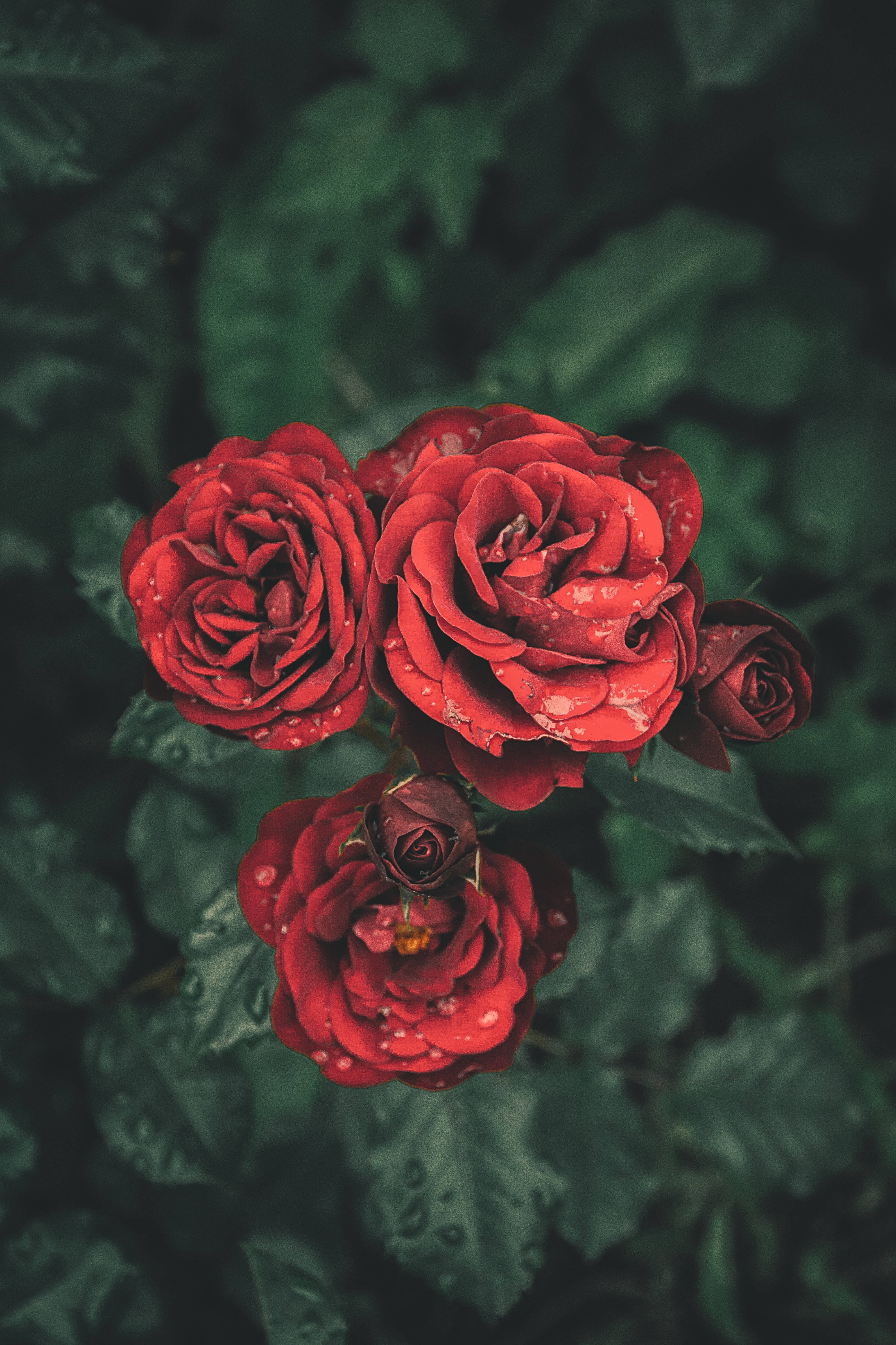 血紅玫瑰花朵 壁紙