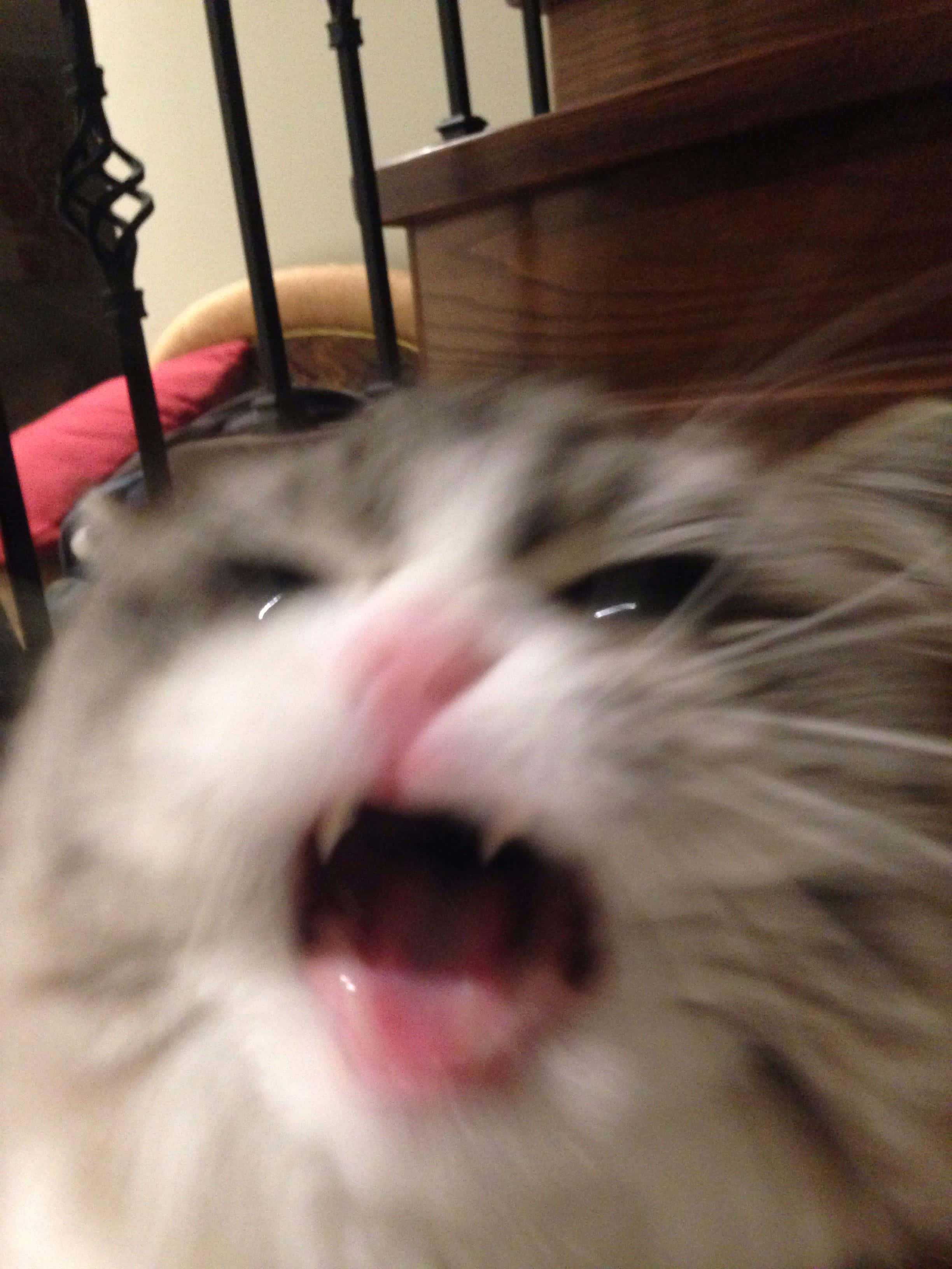 表情夸张的可爱猫咪头像 壁紙