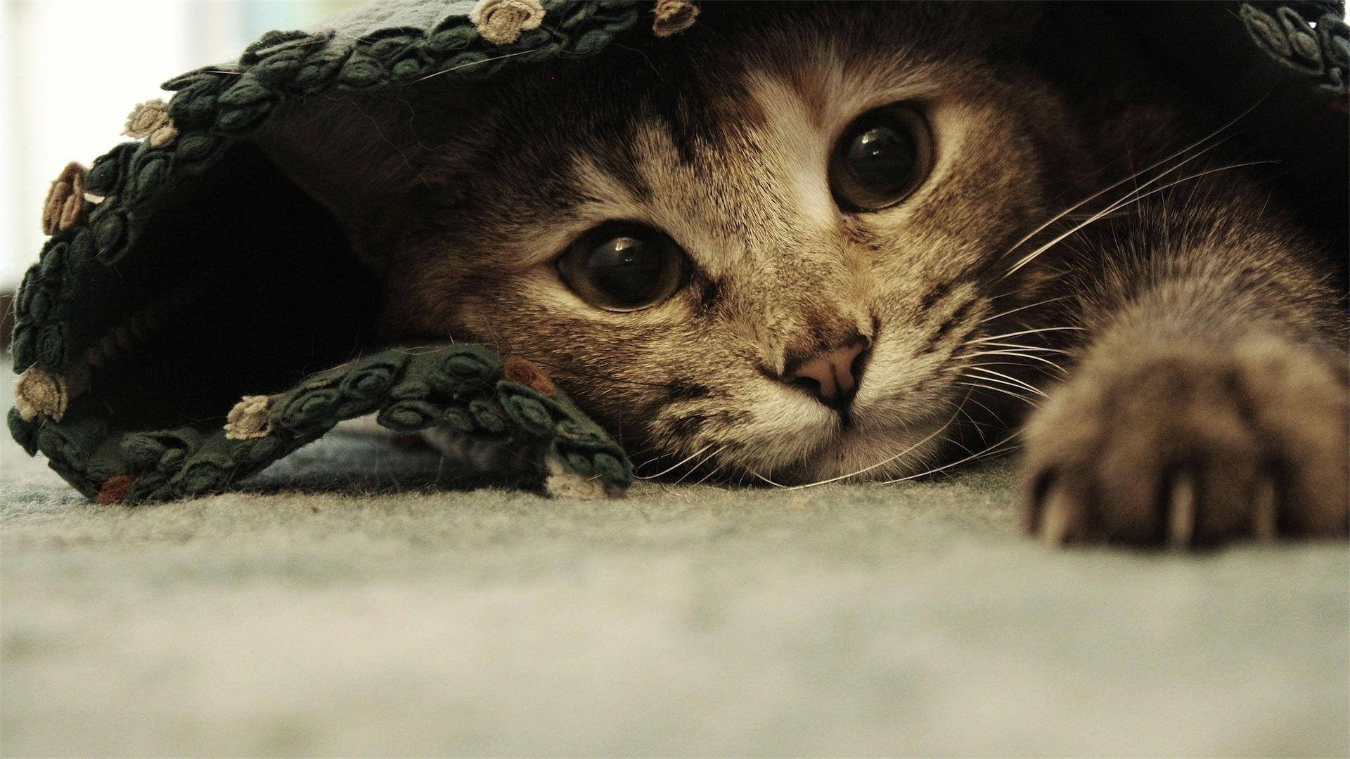 被单下可爱的逗趣猫咪 壁紙