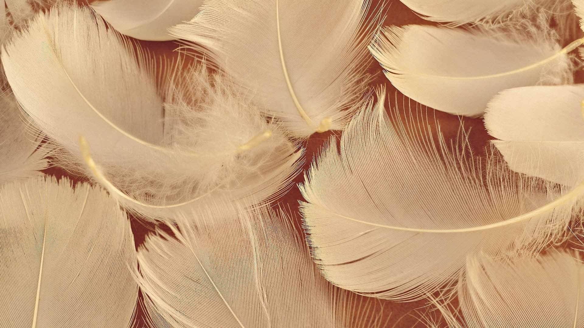 褐色鳥羽之美 壁紙