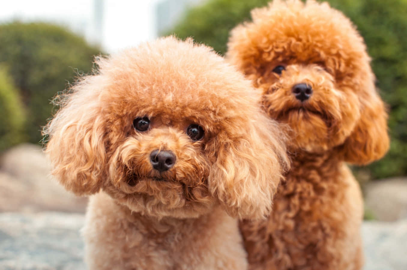 認識猴梗犬 - 阿芬品犬 壁紙