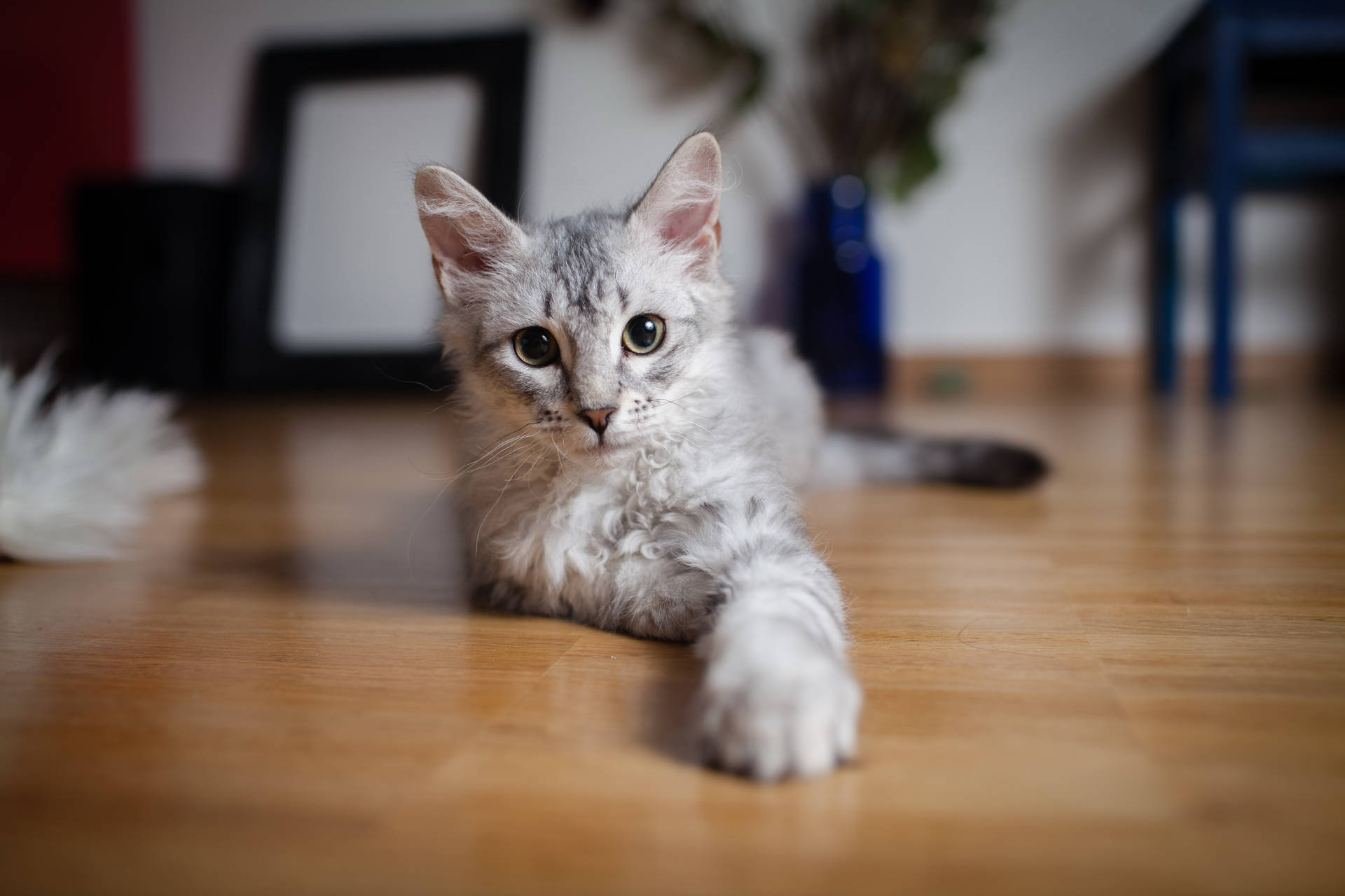 灰色猫咪，绿色眼睛，毛茸茸的毛发，在地板上向你伸出爪子。可爱的动物。 — 貓 壁紙