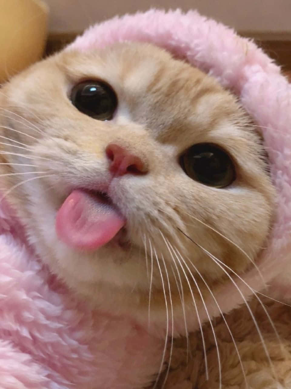 貓咪美學桌布 壁紙