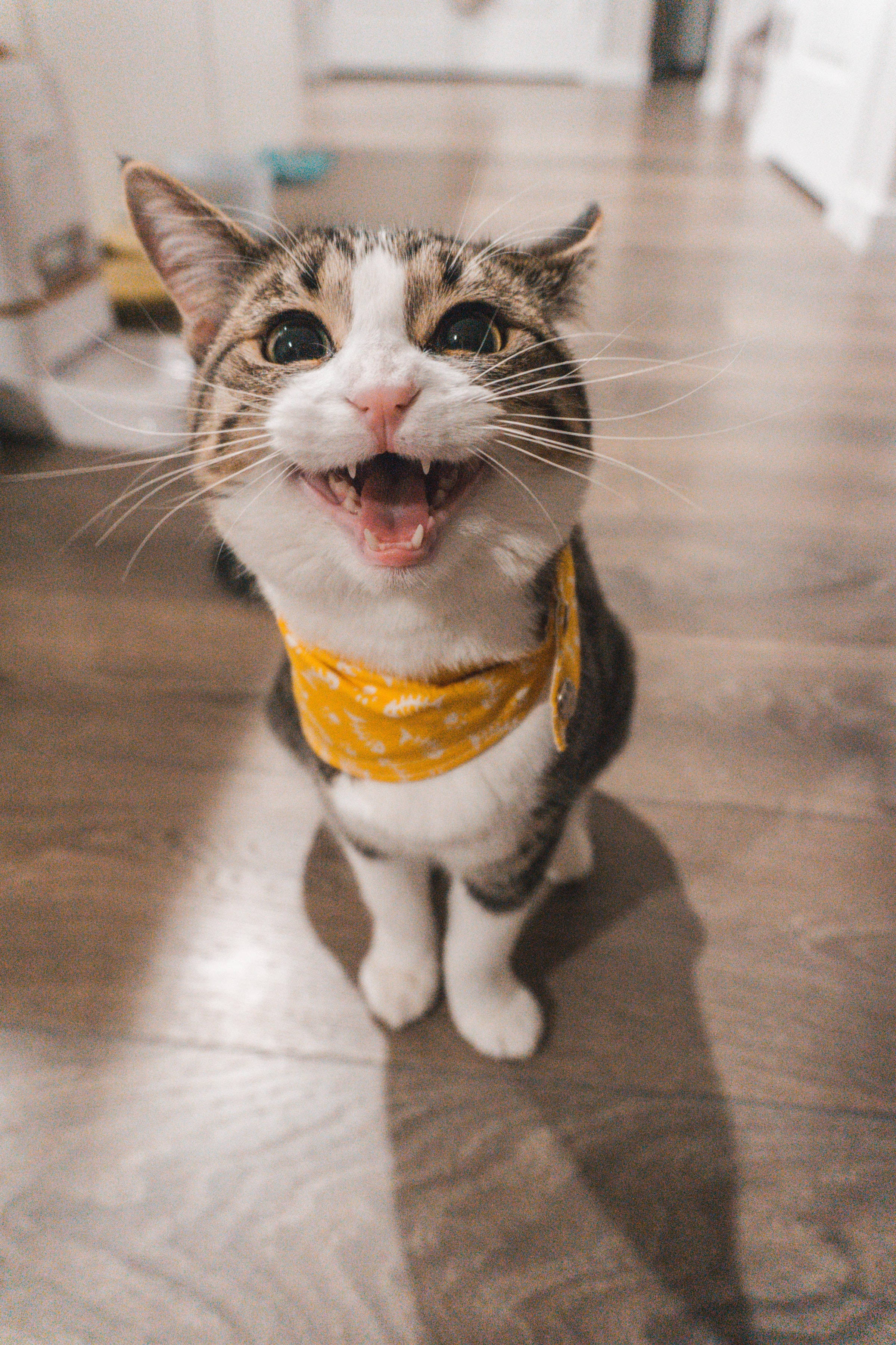 趣味家猫头像壁纸 壁紙