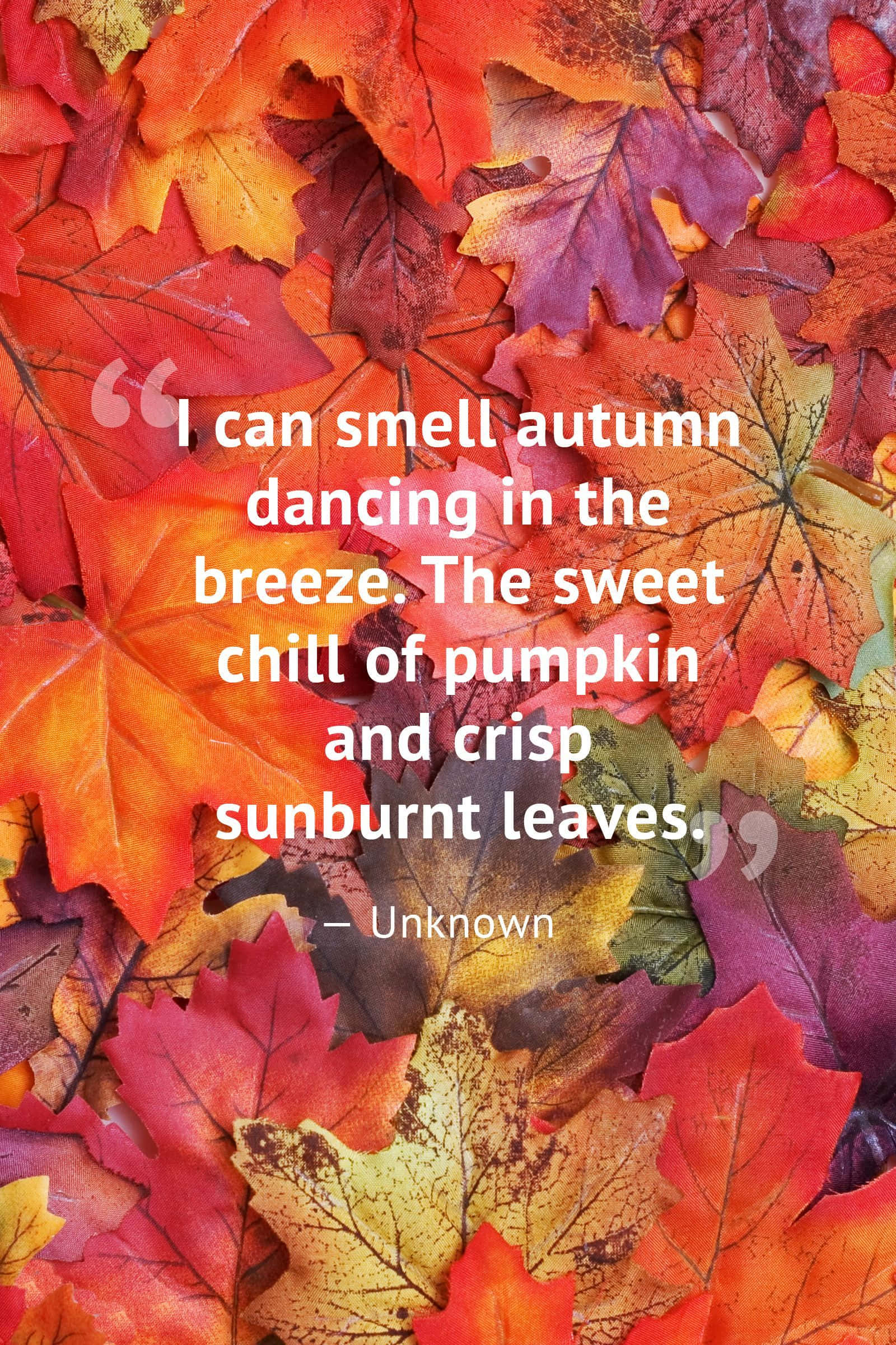 「迎接秋日色彩」 壁紙