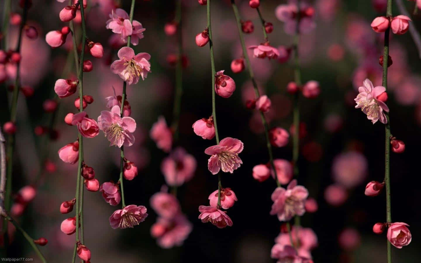 迷人暗黑花卉背景 壁紙