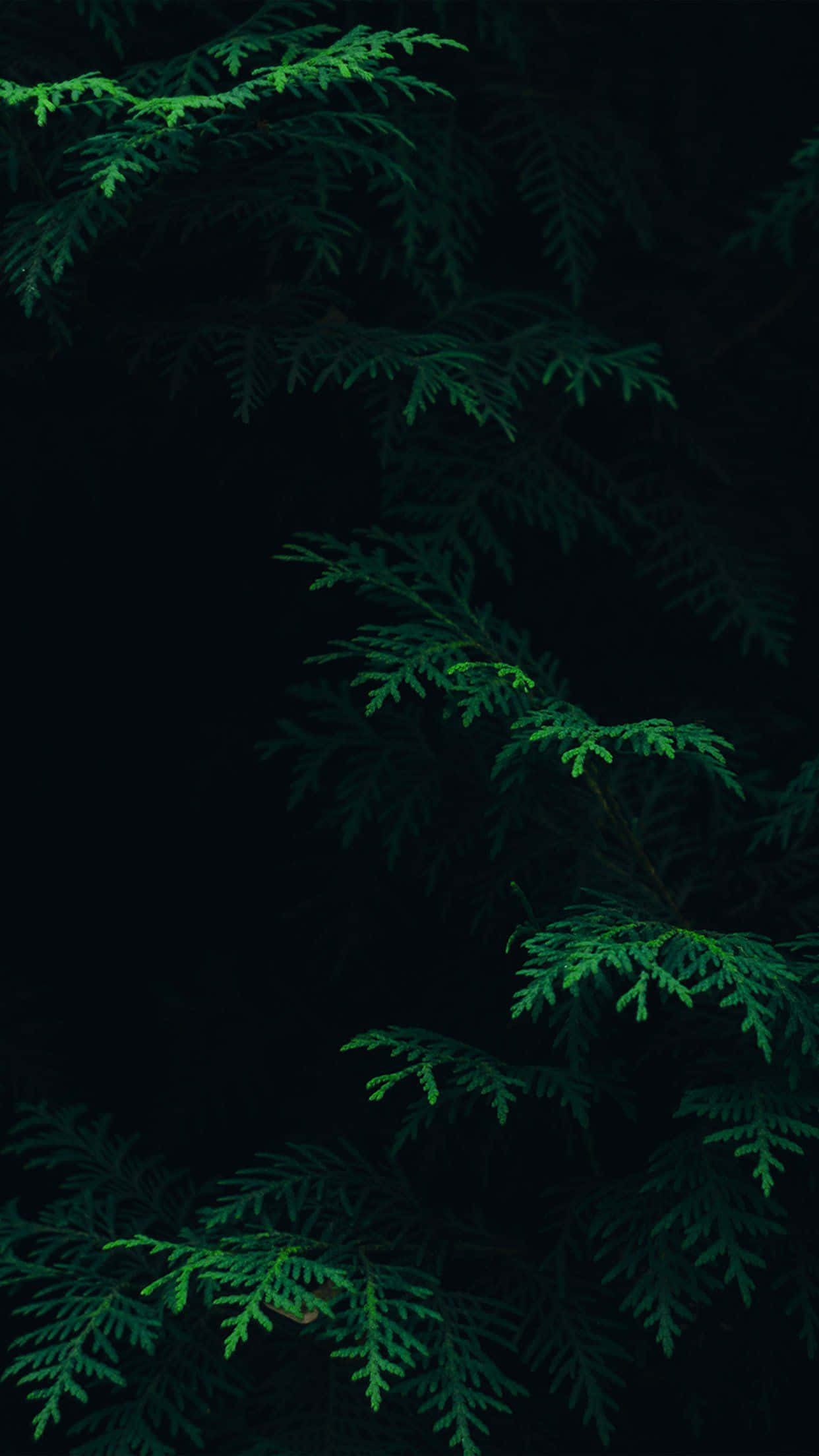 迷人深綠美學漸變背景 壁紙