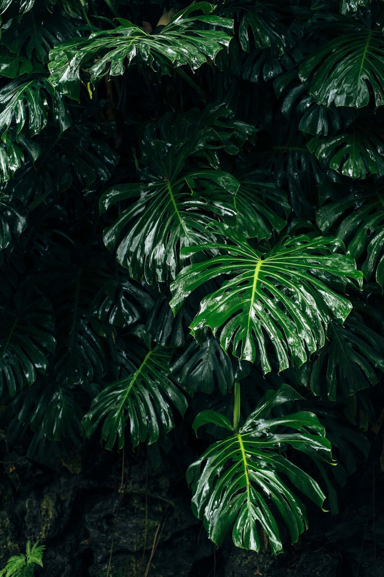 迷人深綠美學背景 壁紙