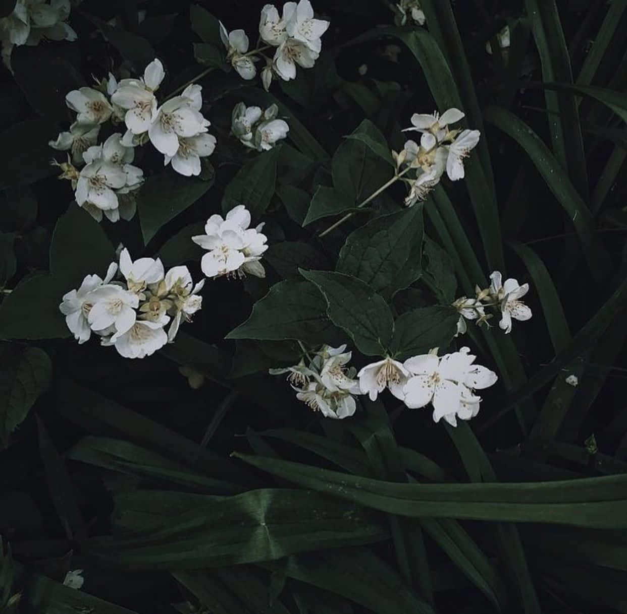 迷人深綠美學背景 壁紙