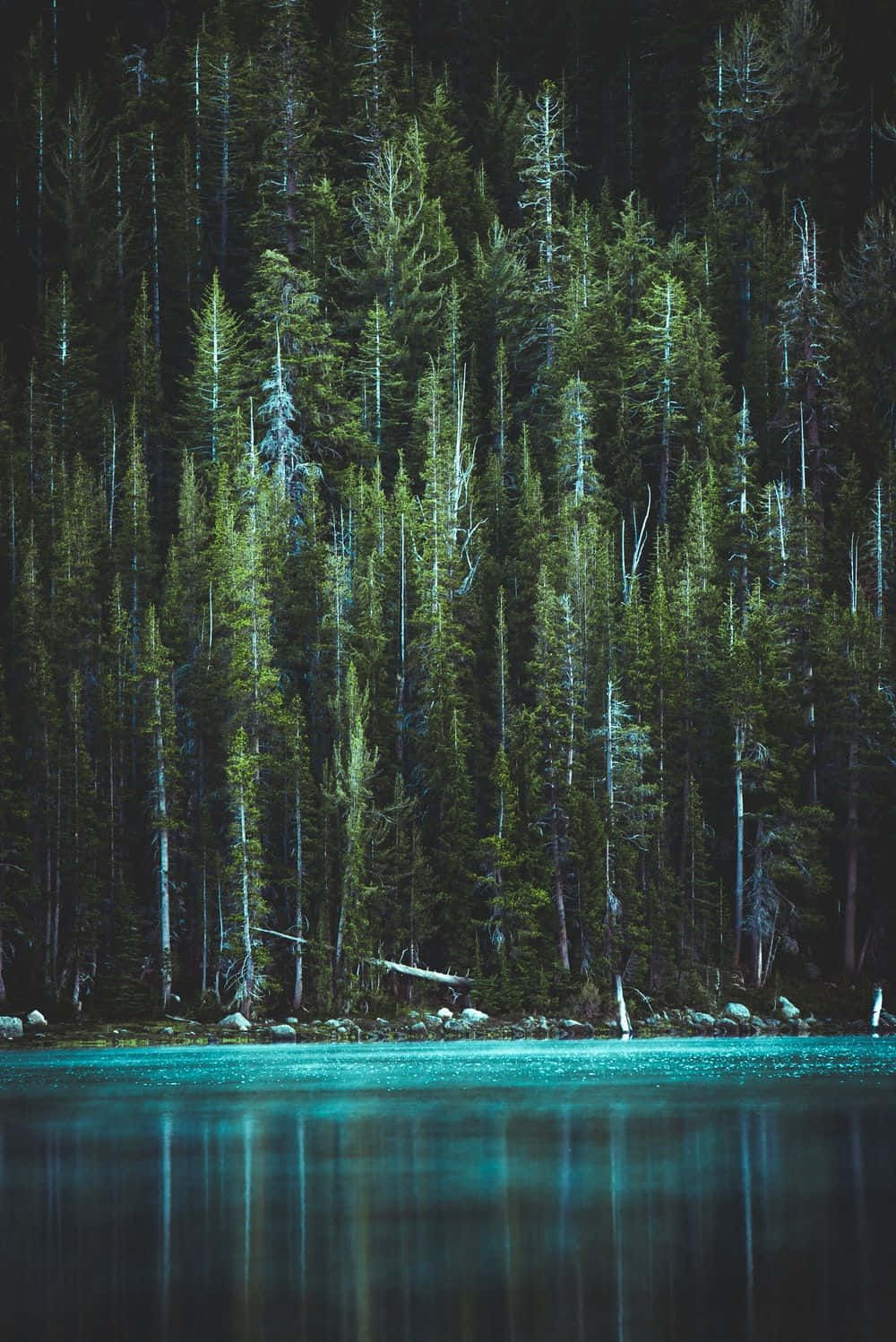 迷人深綠美學背景 壁紙