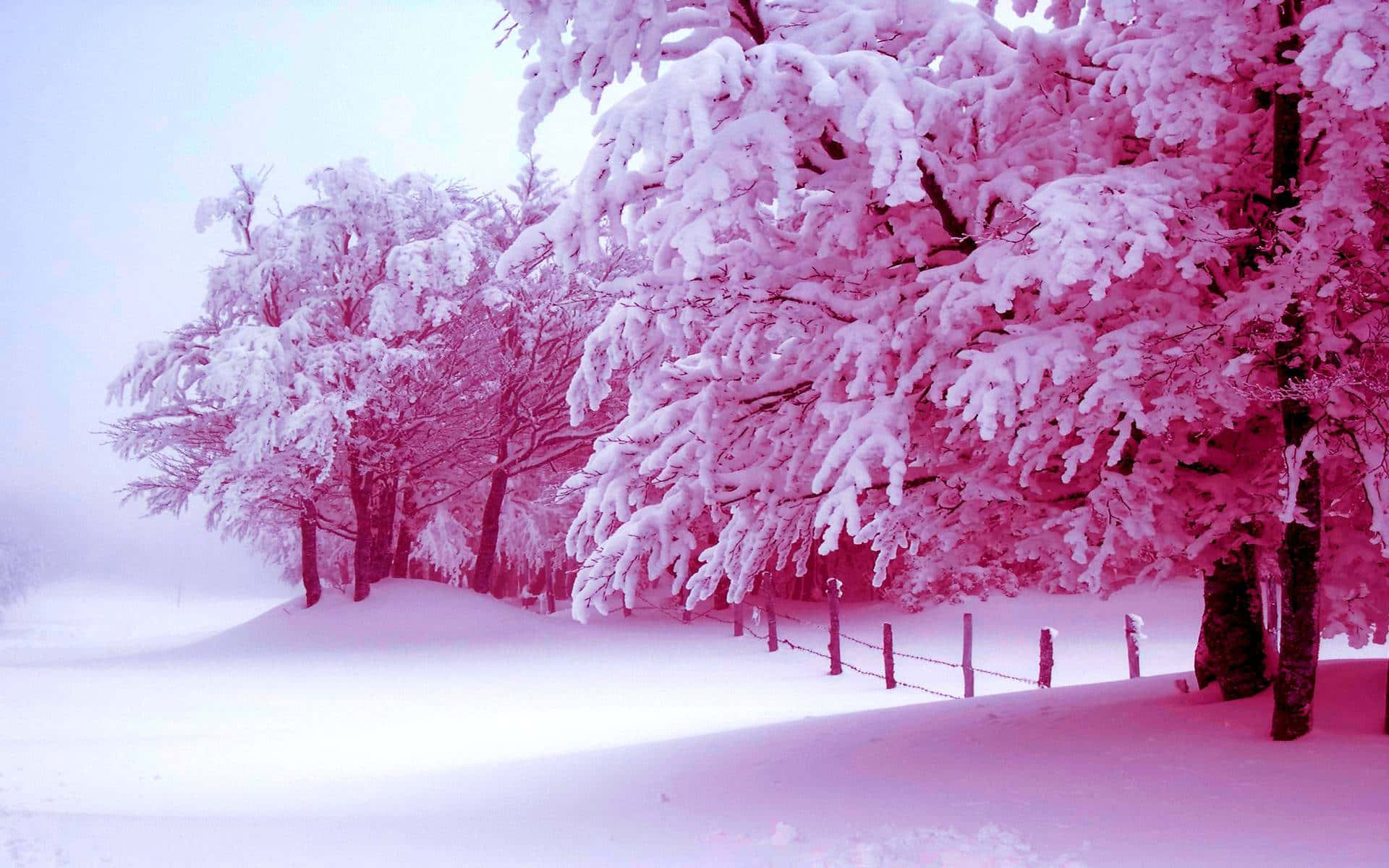 "迷人的冬日雪景與樹木" 壁紙