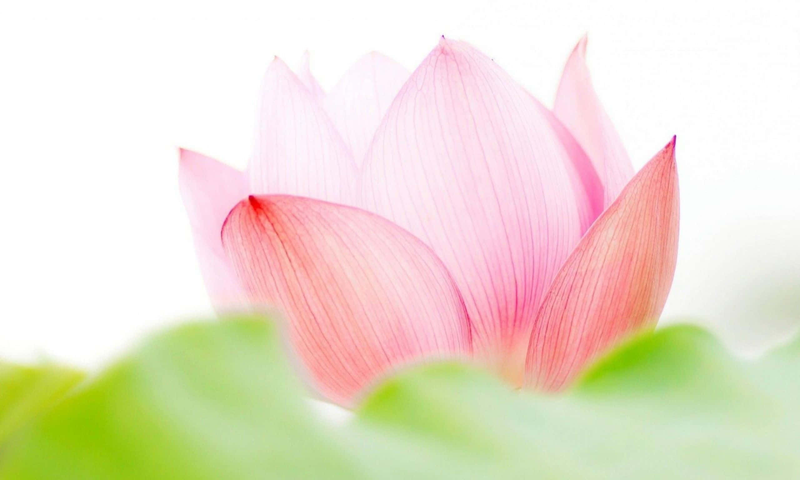 迷人粉色莲花 壁紙