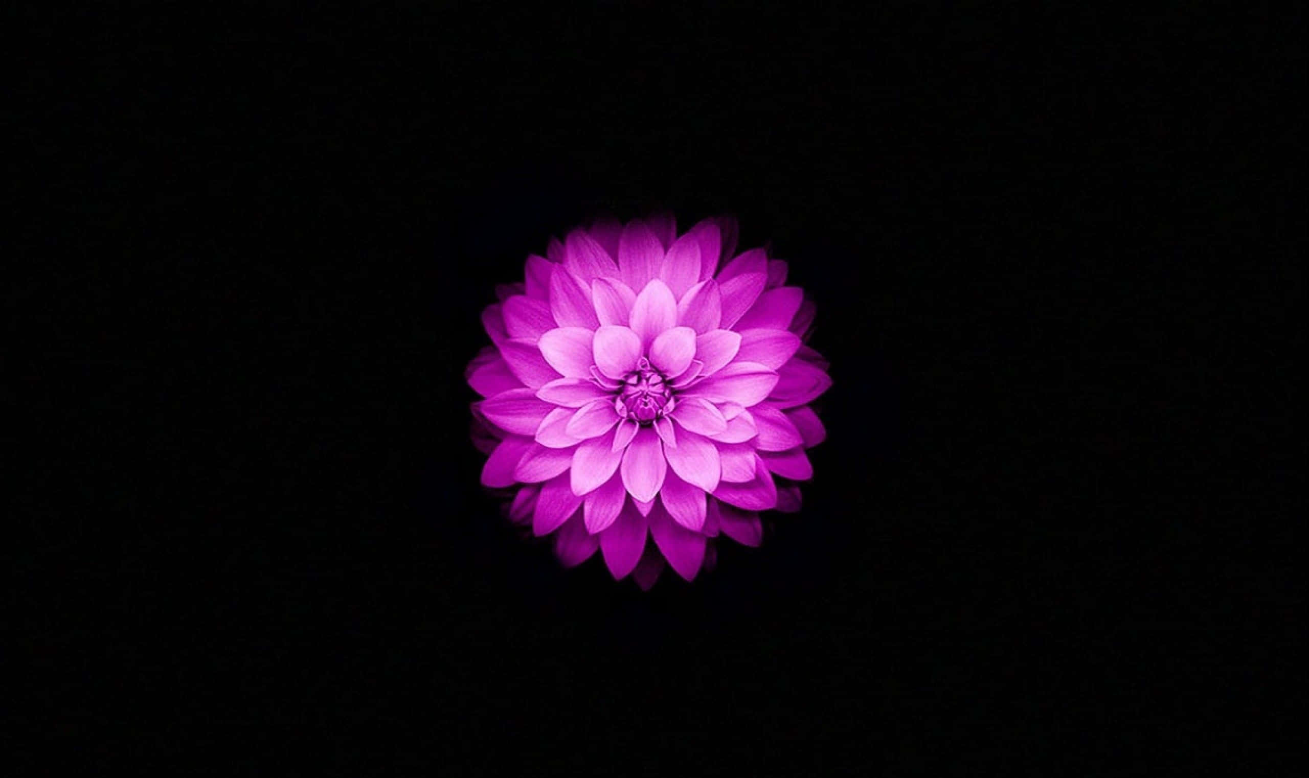 迷人蓮花綻放 壁紙