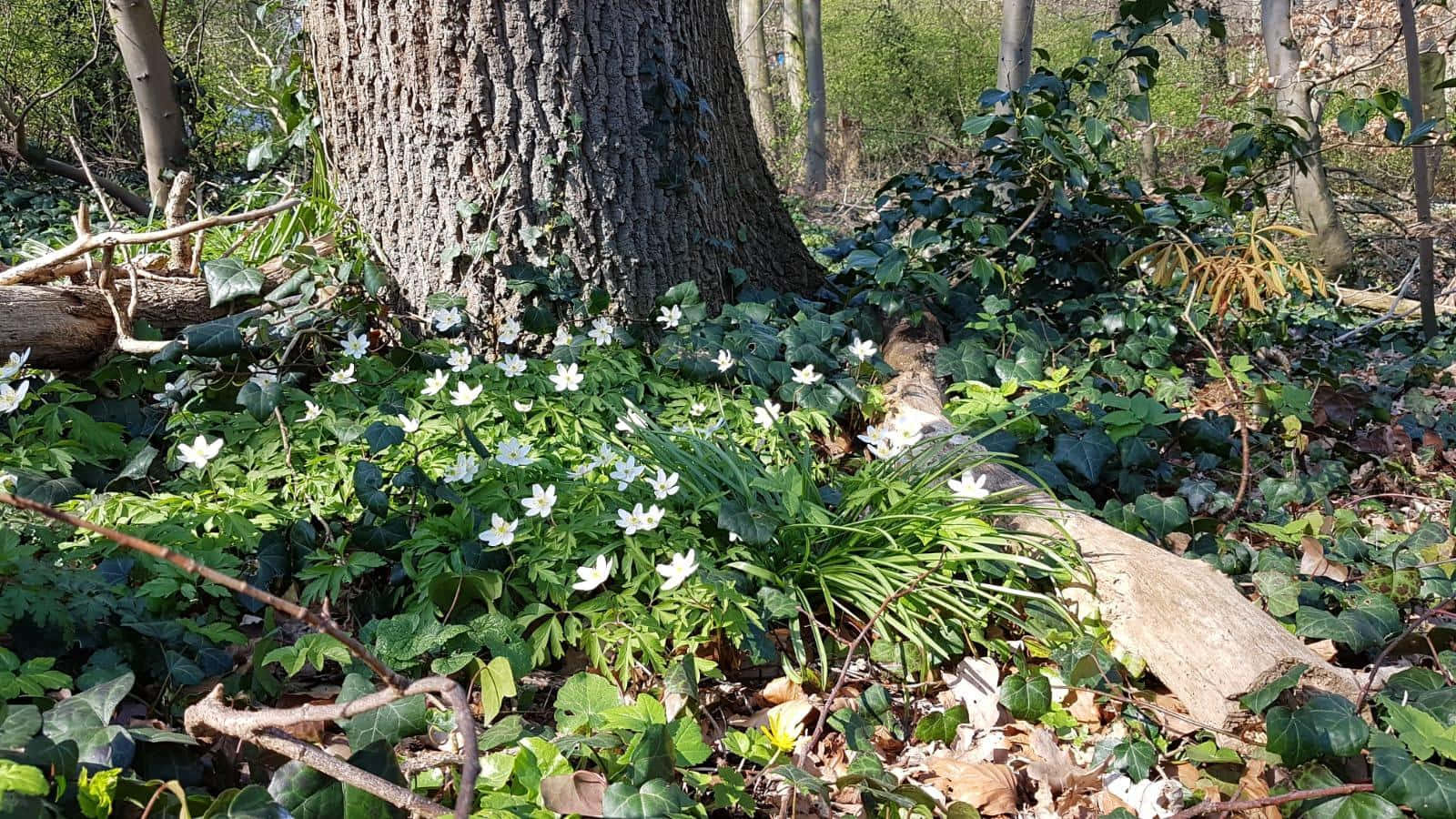 迷人鄉村田園風格的壁紙，繽紛花朵與翠綠草木環繞溫馨小屋 壁紙