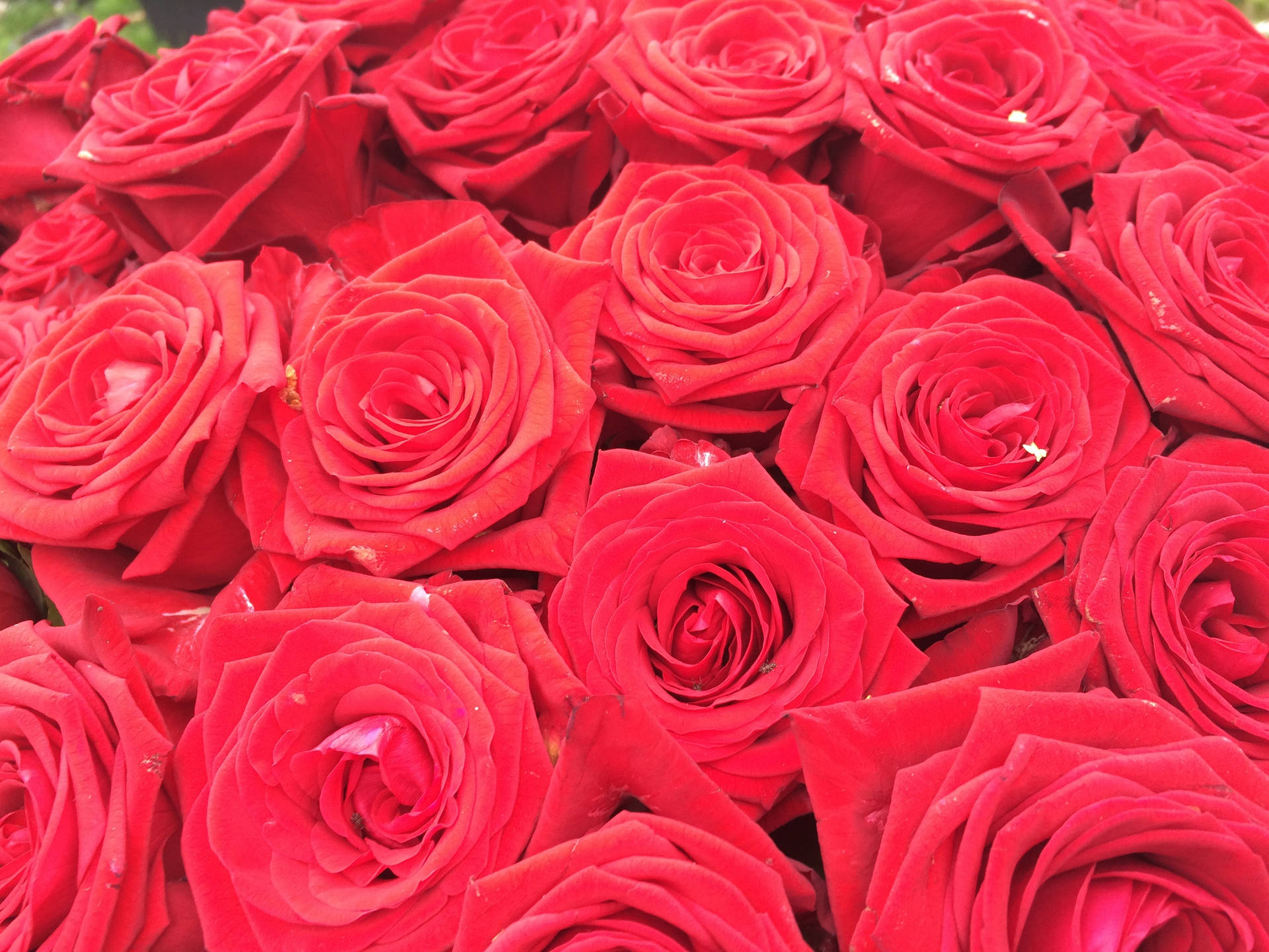 預覽桌布 玫瑰, 花朵, 花束 — 玫瑰 壁紙