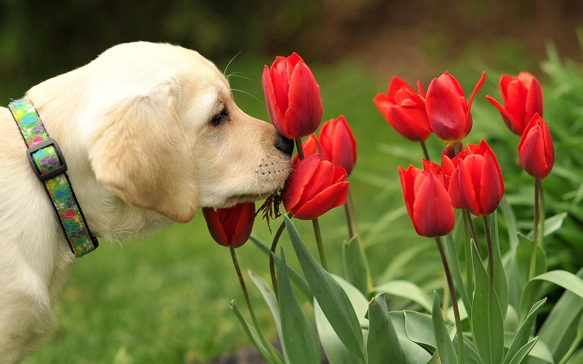 拉布拉多幼犬在花園裡聞紅色鬱金香的可愛狗狗桌布