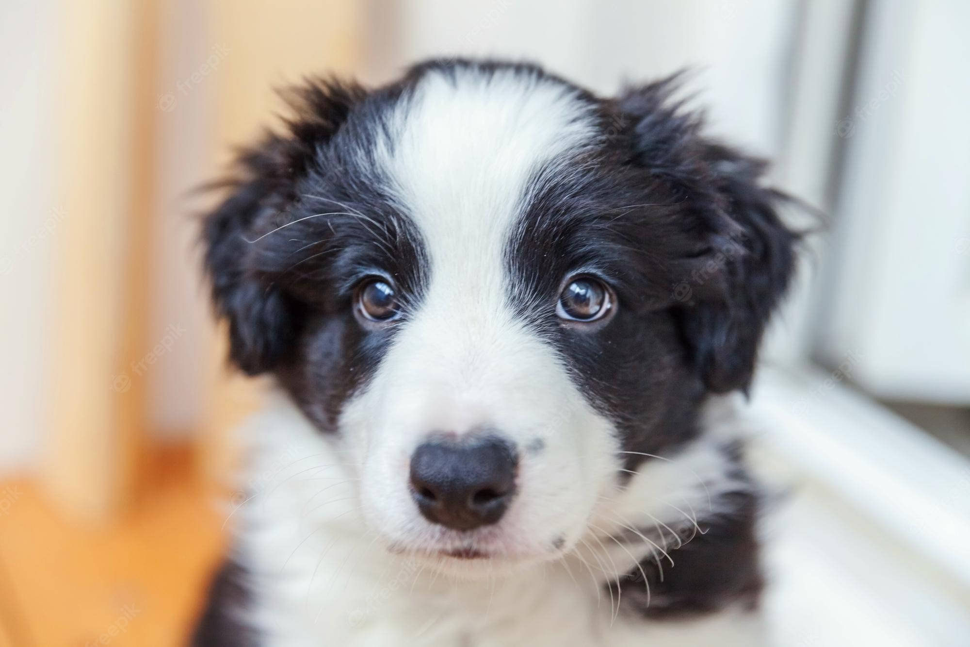 邊境牧羊犬幼犬凝視 壁紙